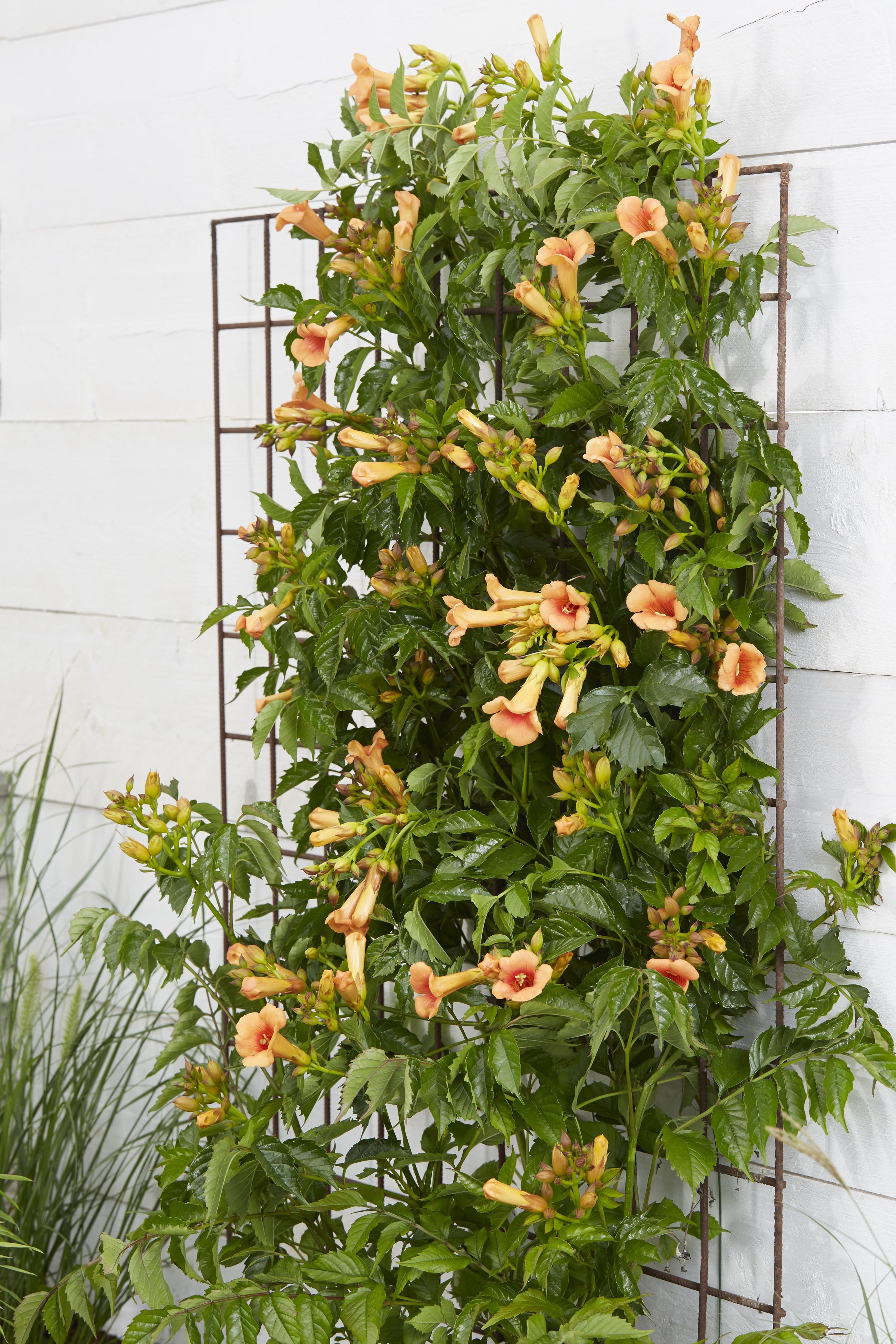 Campsis Indian Summer Trompetenblume Orange