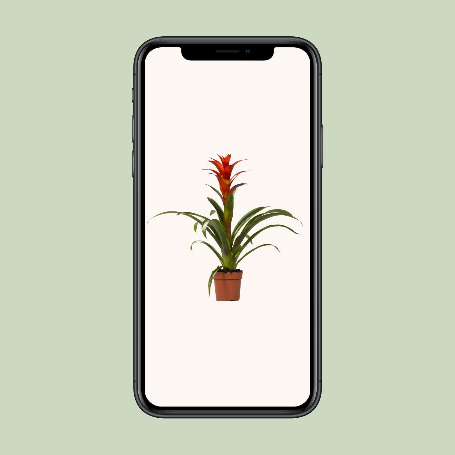 Guzmania Ostara Zimmerpflanze