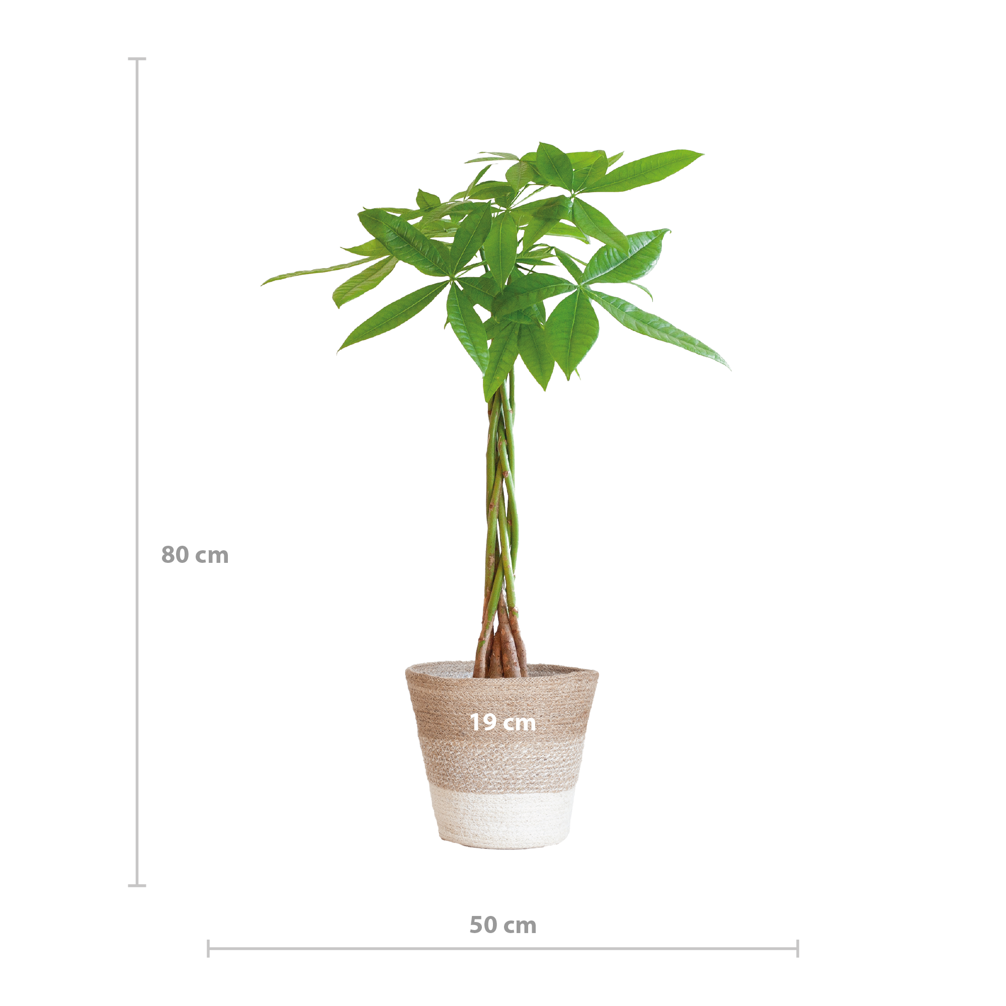 Pachira Aquatica mit Pflanzkorb weiß – ca. 80cm