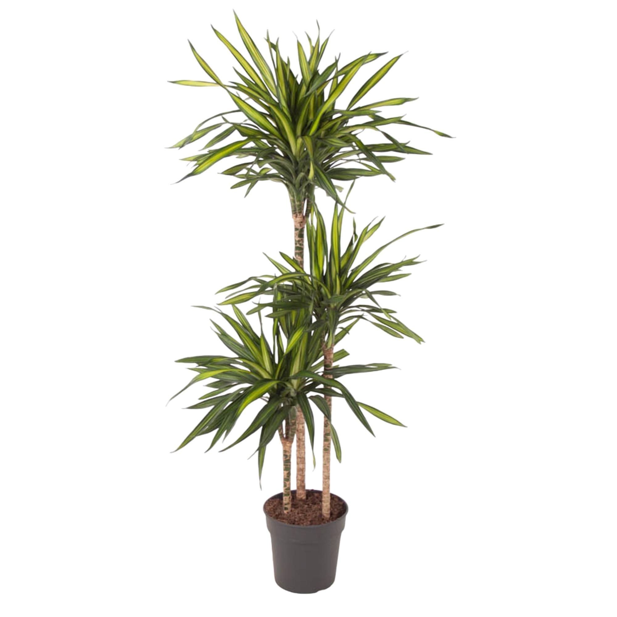 Dracaena Riki elegante Zimmerpflanze