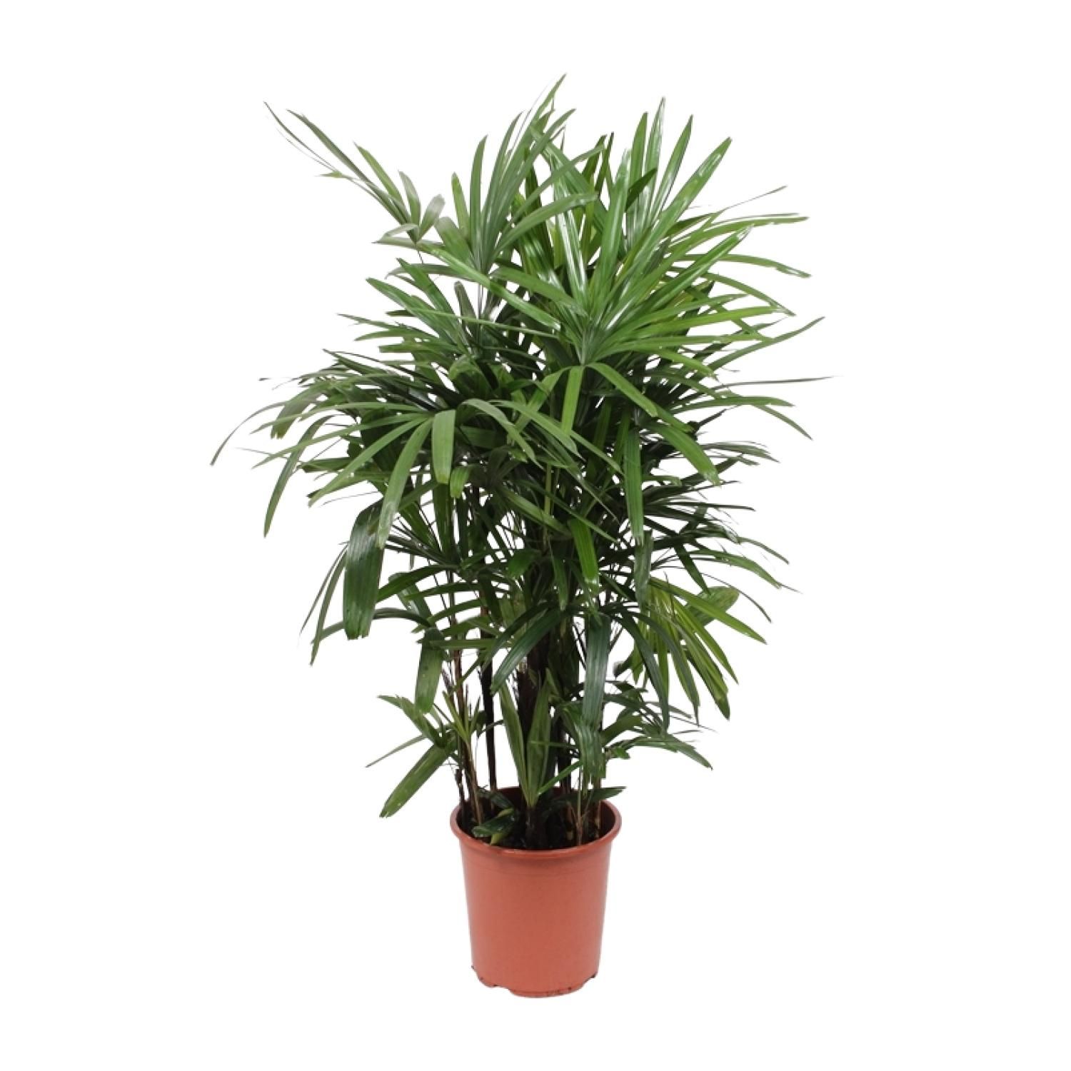 Rhapis Excelsa Zimmerpalme