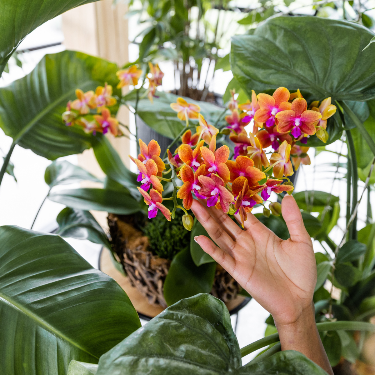 Phalaenopsis Orchidee in Cognac Glasur Topf