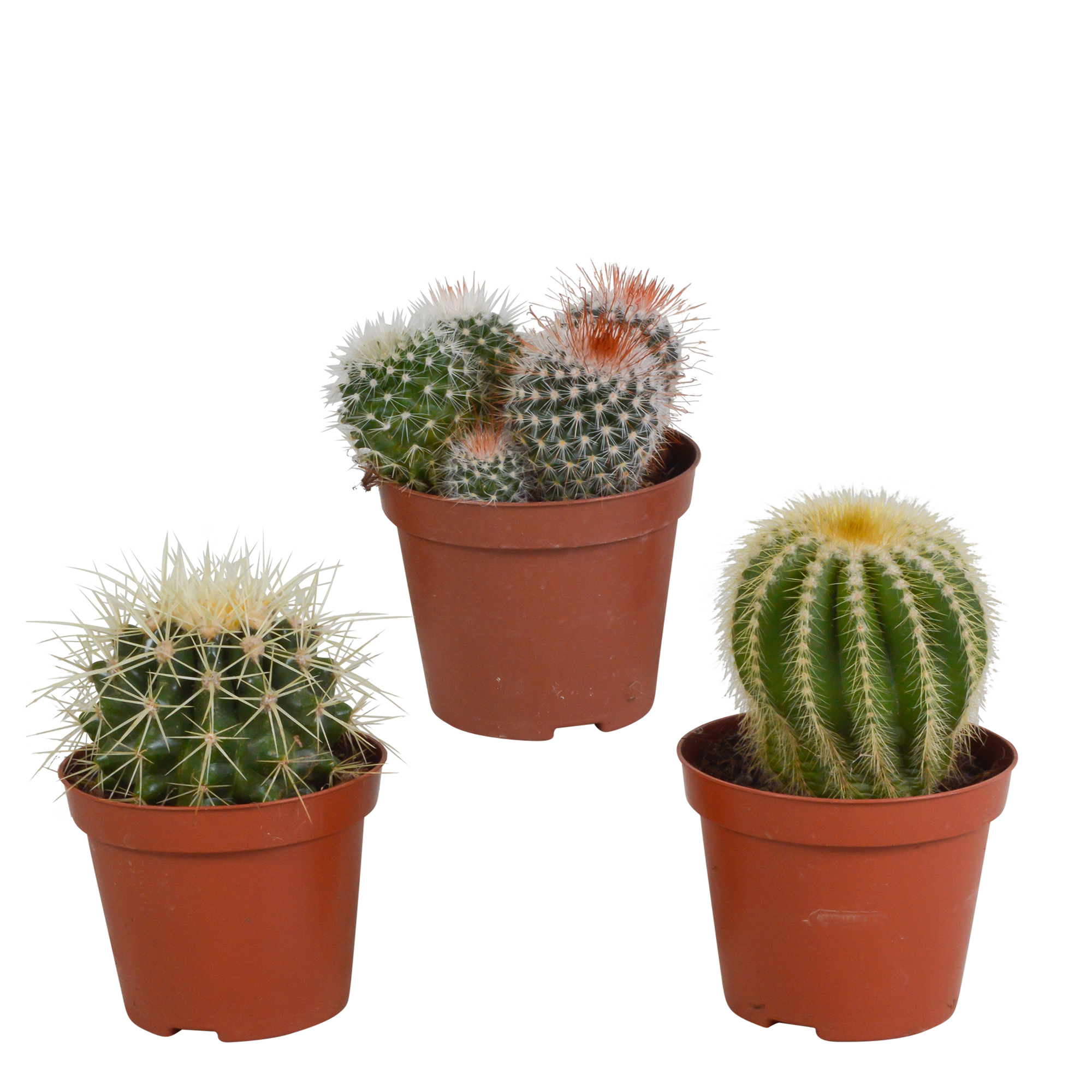 Bolcactus Mix – Kugelförmige Kakteen ohne Topf