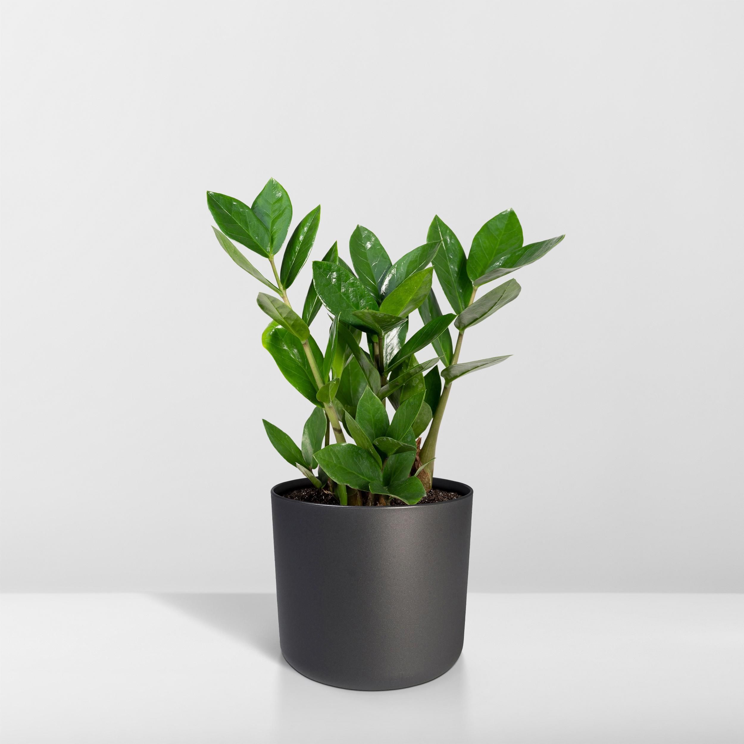 Zamioculcas Pflanze für Innen