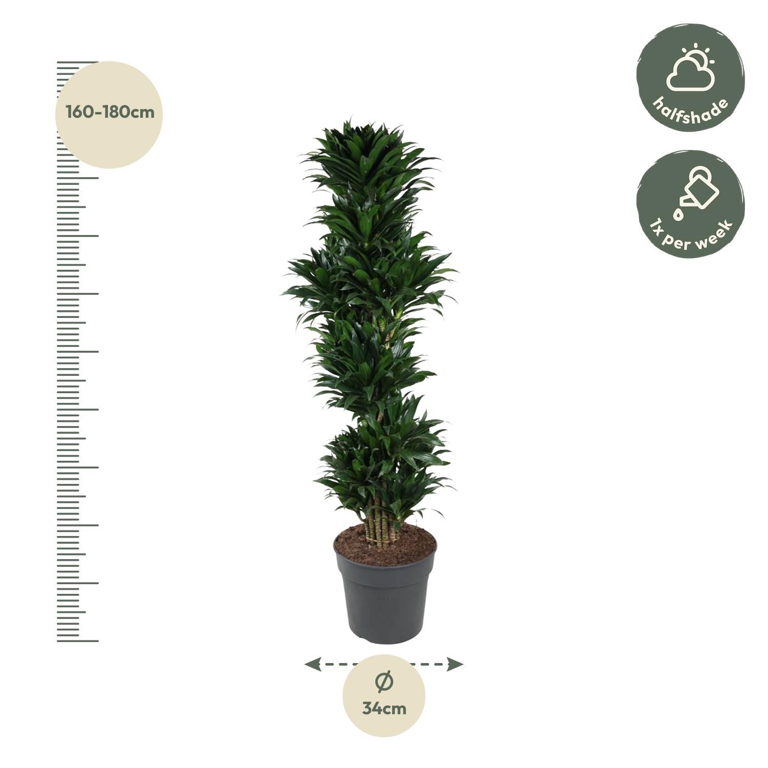 Dracaena Compacta - elegante Zimmerpflanze