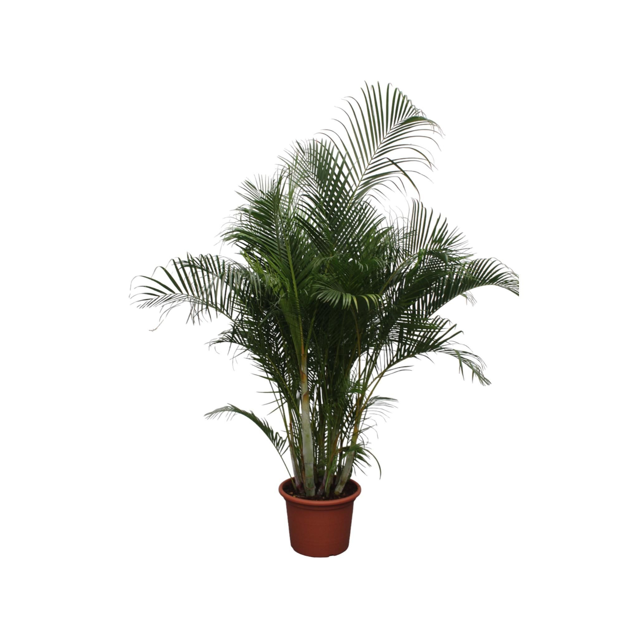 Dypsis Lutescens Areca-Palme