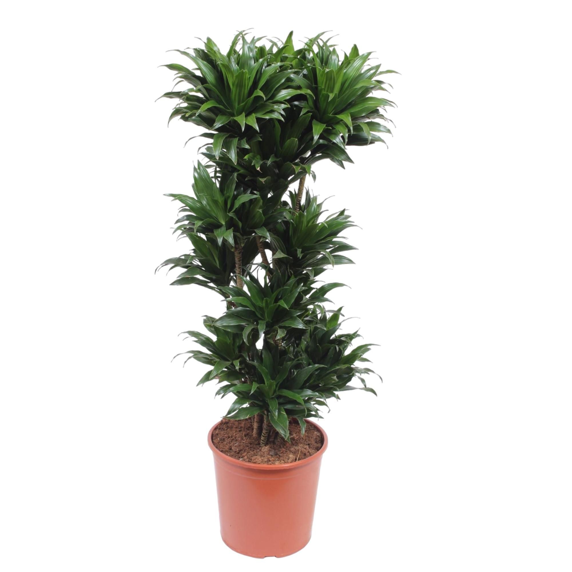Dracaena Compacta attraktive Zimmerpflanze