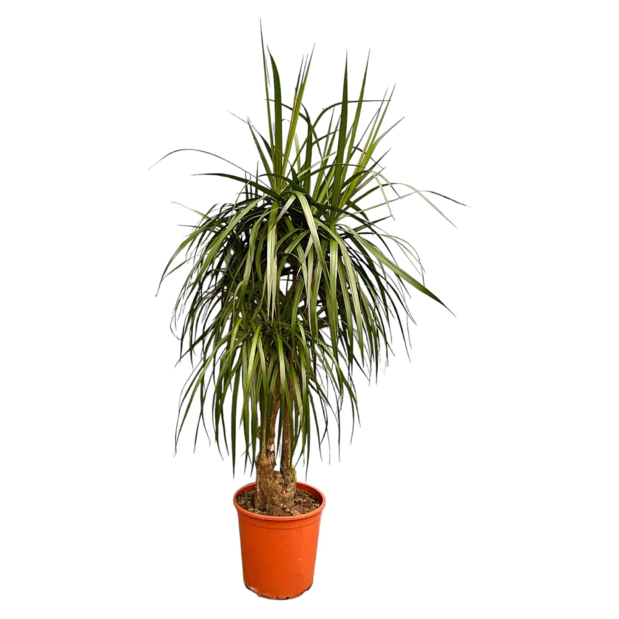 Dracaena Marginata elegant verzweigt