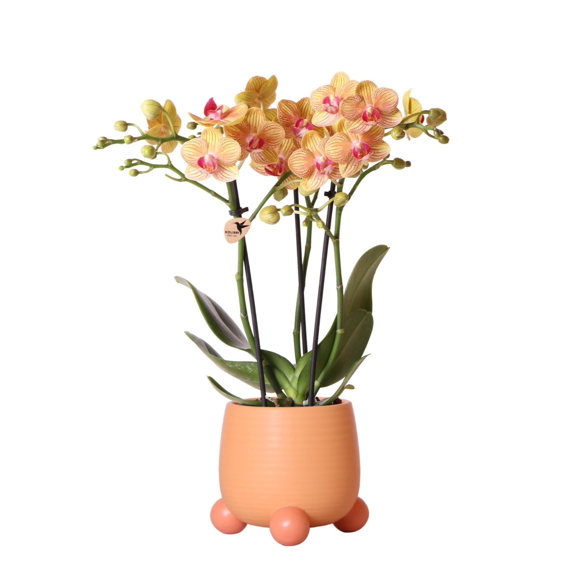 Orange Phalaenopsis Orchidee Jamaica im Pfirsich Dekotopf