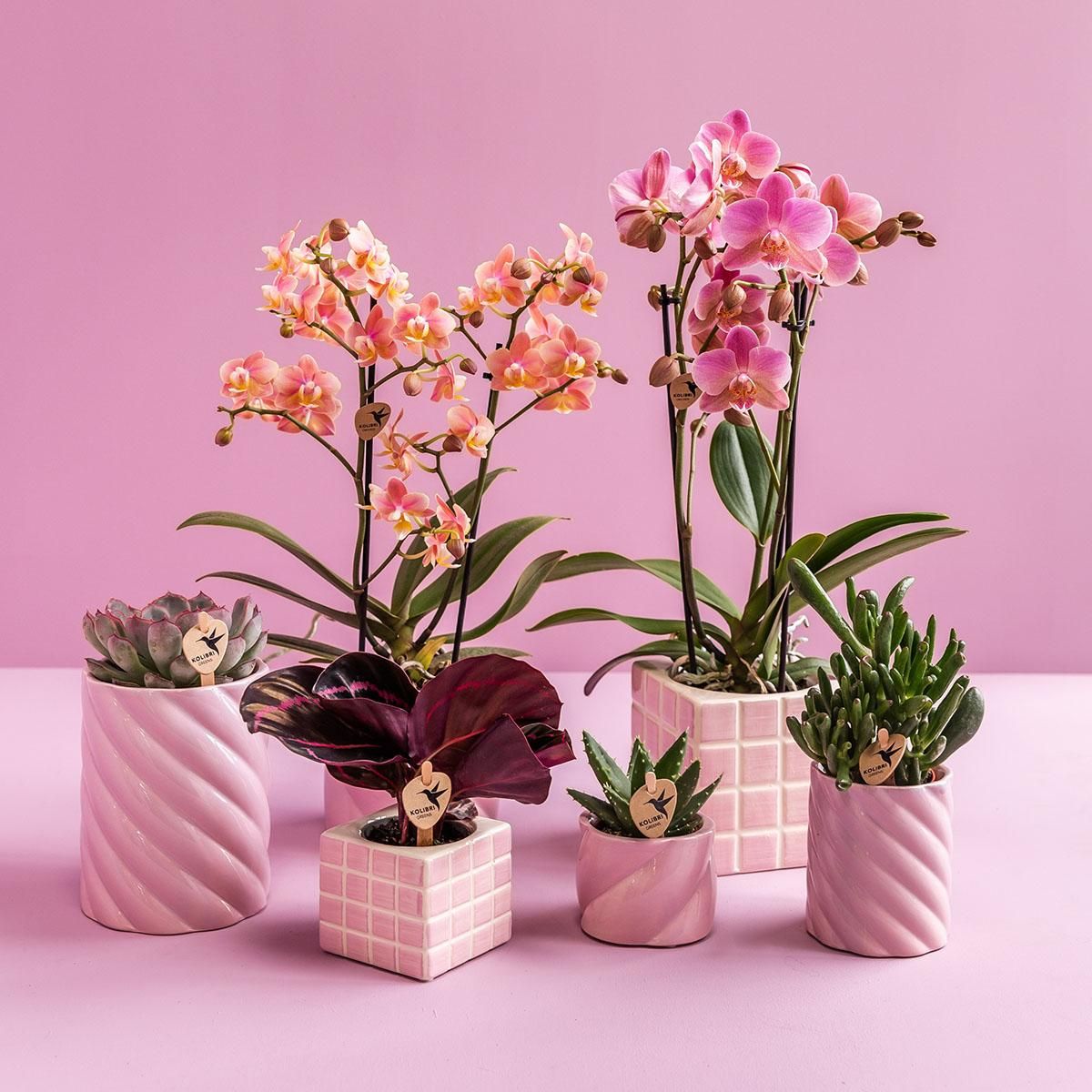 Ziertopf – Pink – Ø 9 cm