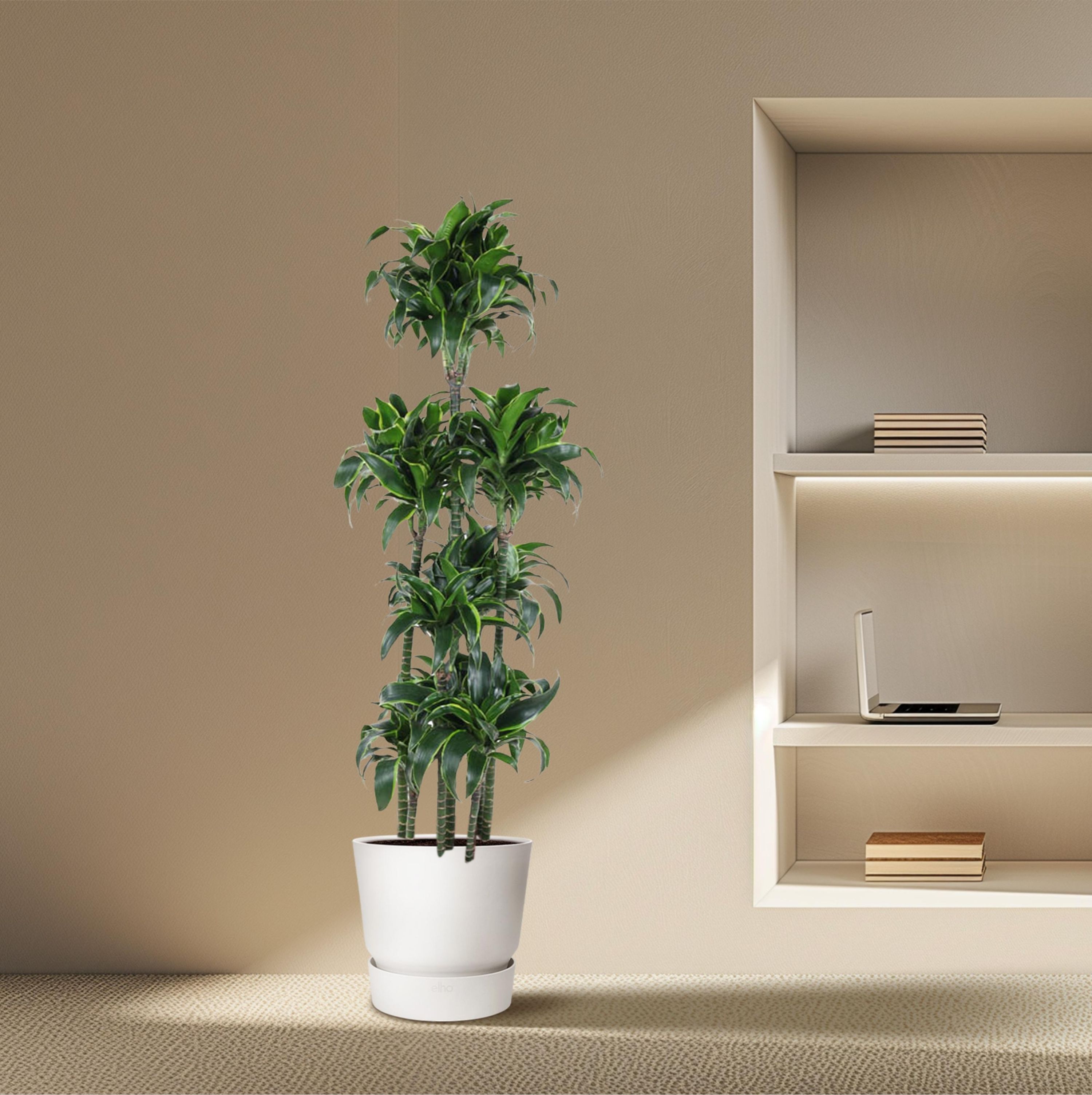 Dracaena Dorado Carrousel – elegante Zimmerpflanze