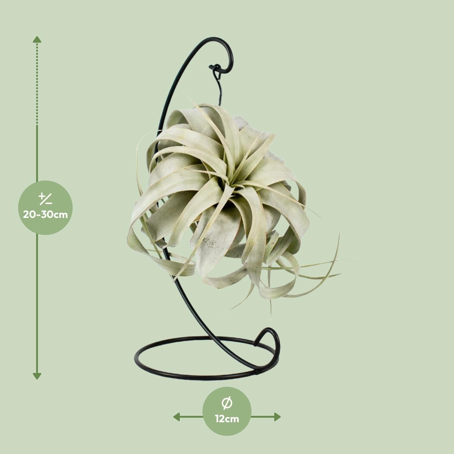 Tillandsia King Xero Luftpflanze elegant