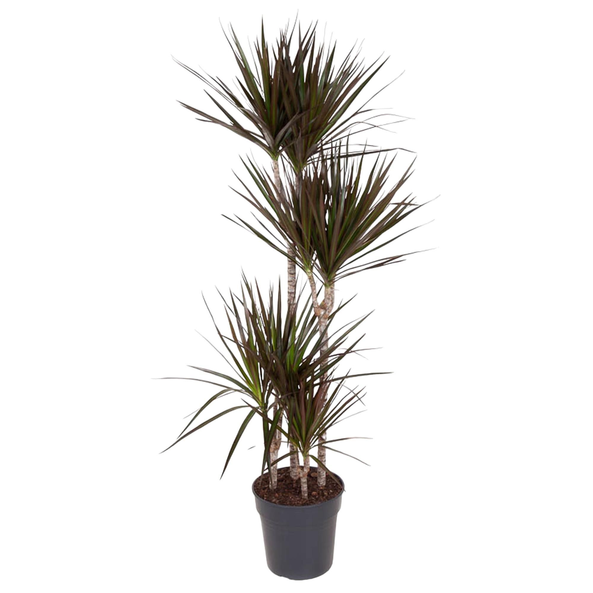 Dracaena Magenta – Tropische Zimmerpflanze mit magentafarbenen Blatträndern