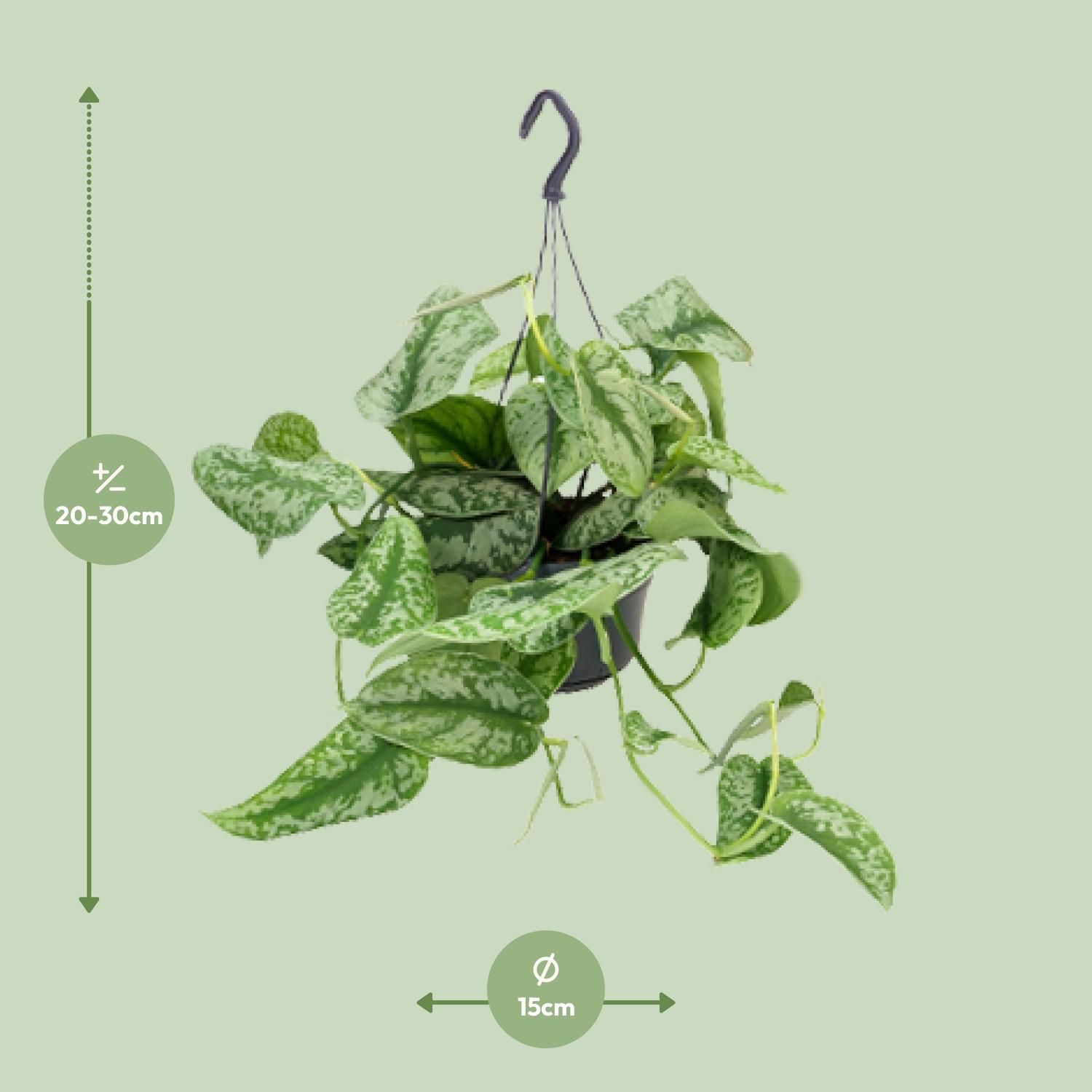 Scindapsus Pictus Trebie Zimmerpflanze