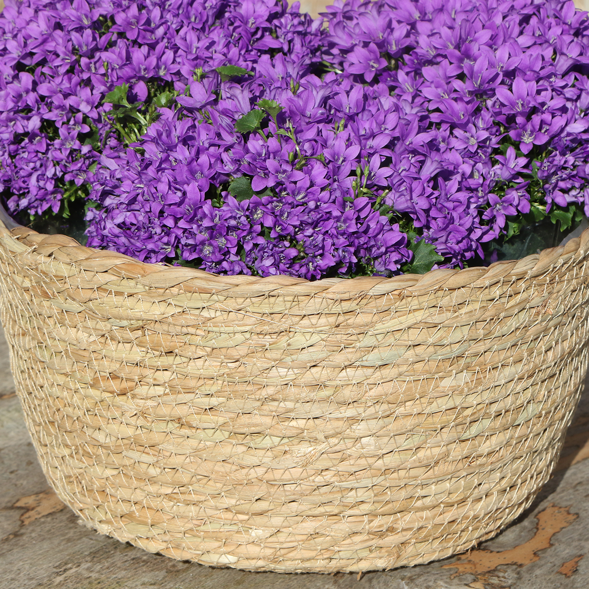 Klokjesblumen Lila – 3 Stück – mit Bewässerungssystem – Indoor & Outdoor – Topf 12cm