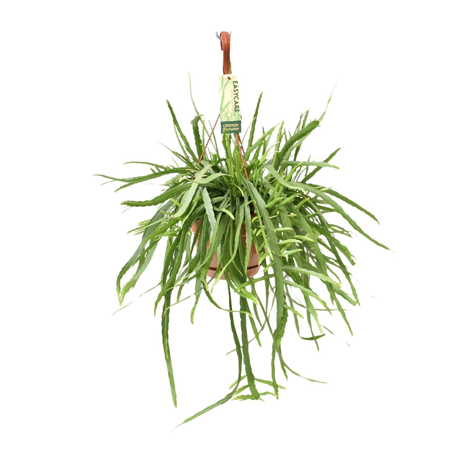Lepismium Bolivianum Kaktus