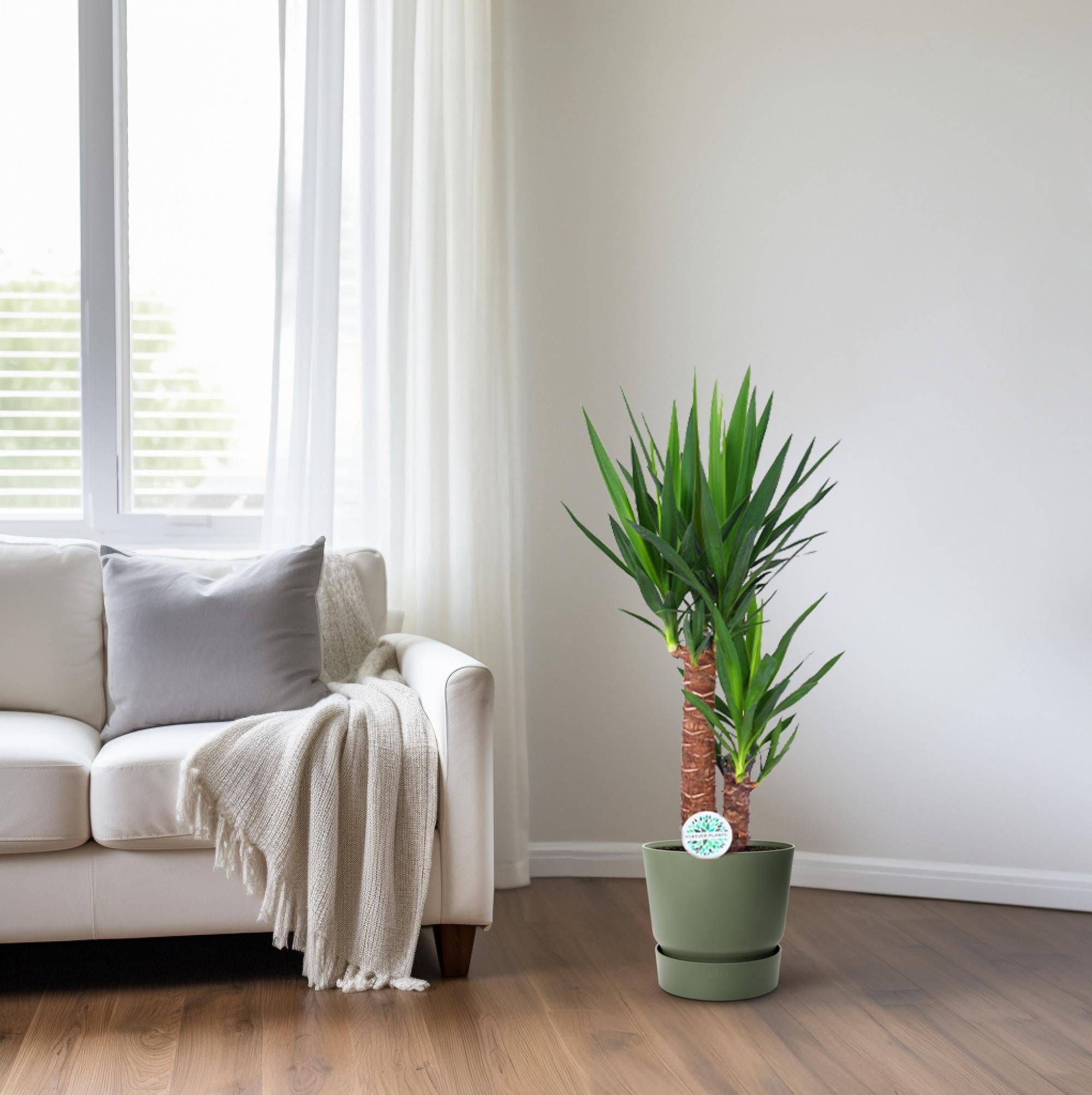 Yucca Zimmerpflanze mit dekorativen schwertförmigen Blättern