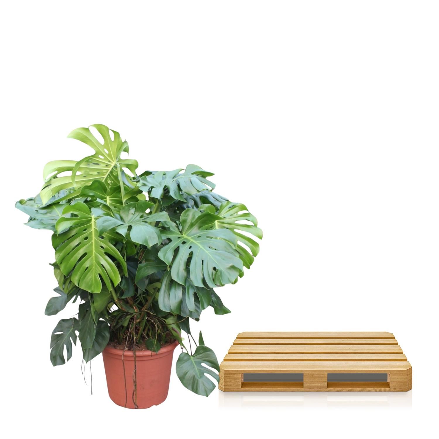 Monstera Deliciosa XXL Pflanze