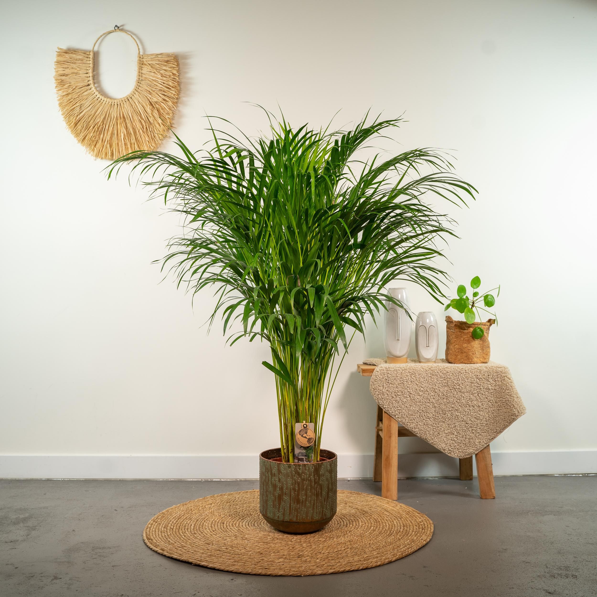 Areca-Palme Zimmerpflanze