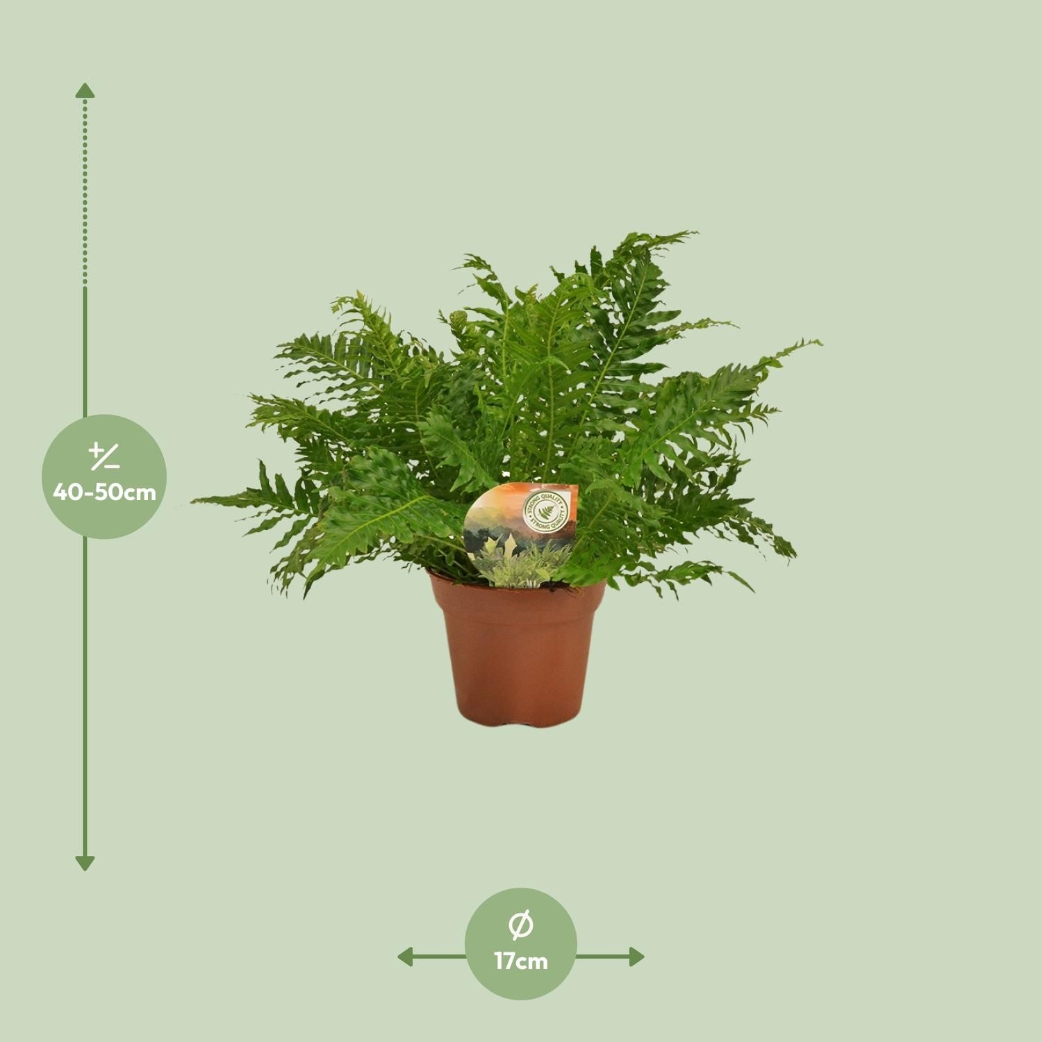 Blechnum Silver Lady Farn - Eleganter Zimmerfarn