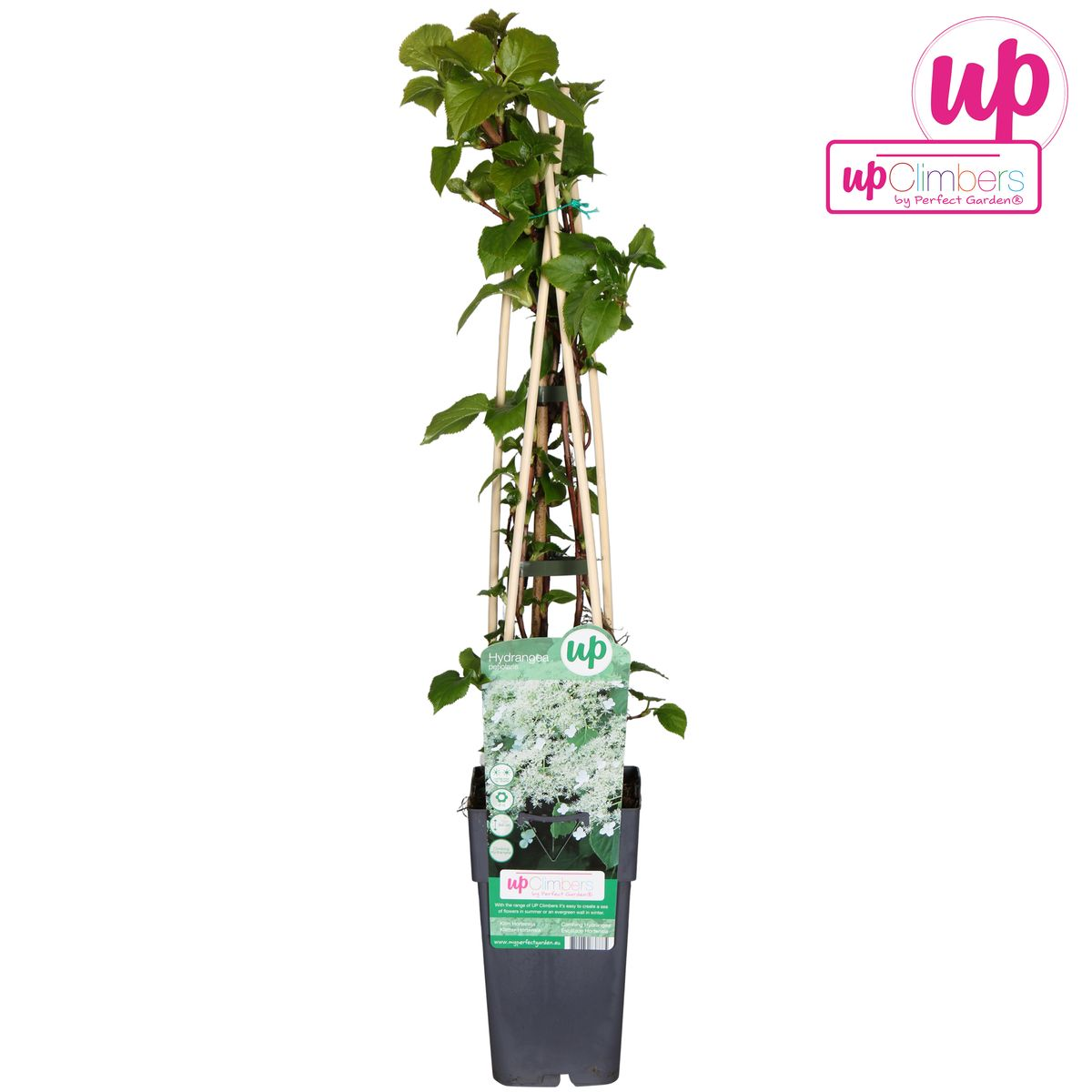 Klimhortensie Hydrangea petiolaris Kletterpflanze