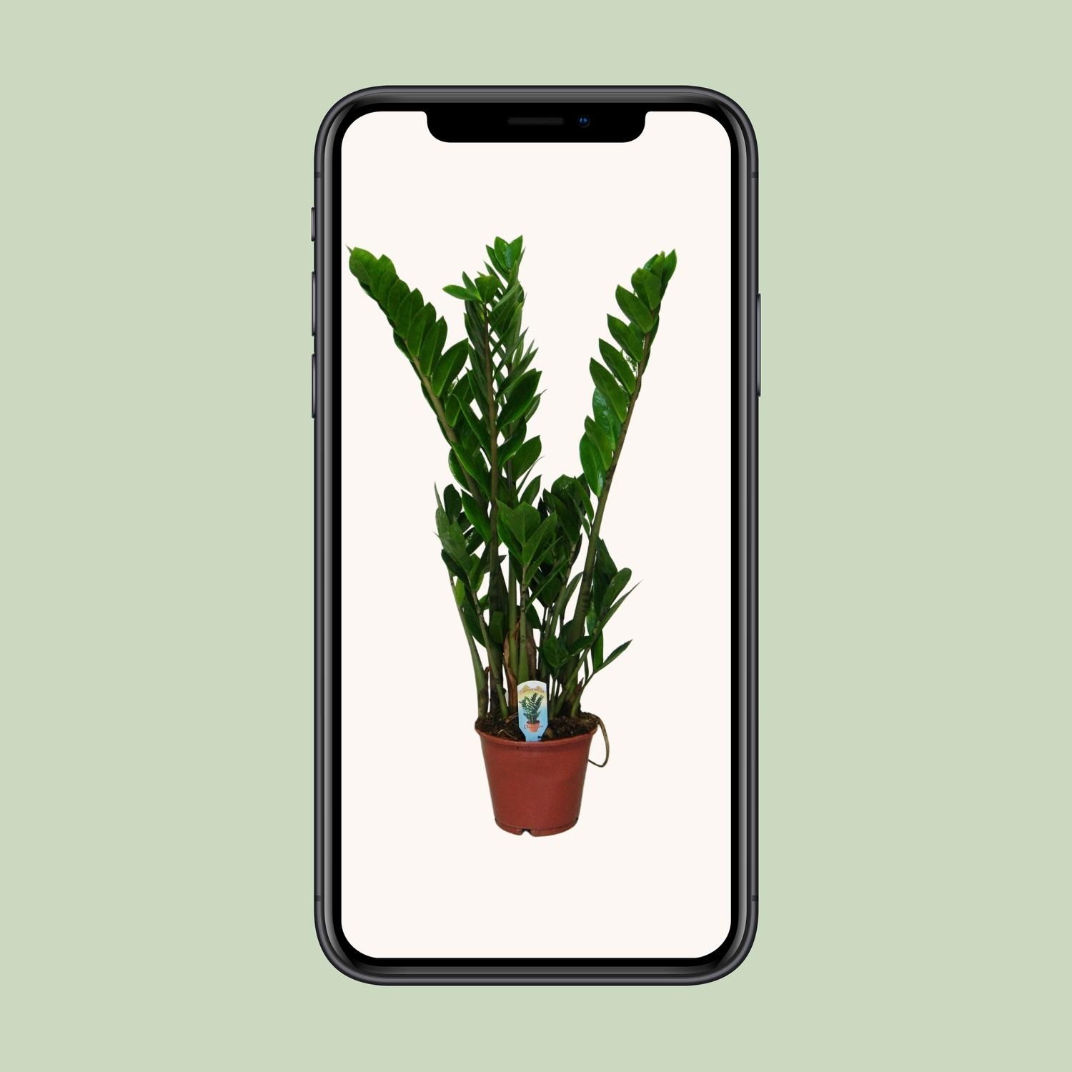 Zamioculcas Zimmerpflanze mit glänzendem Laub