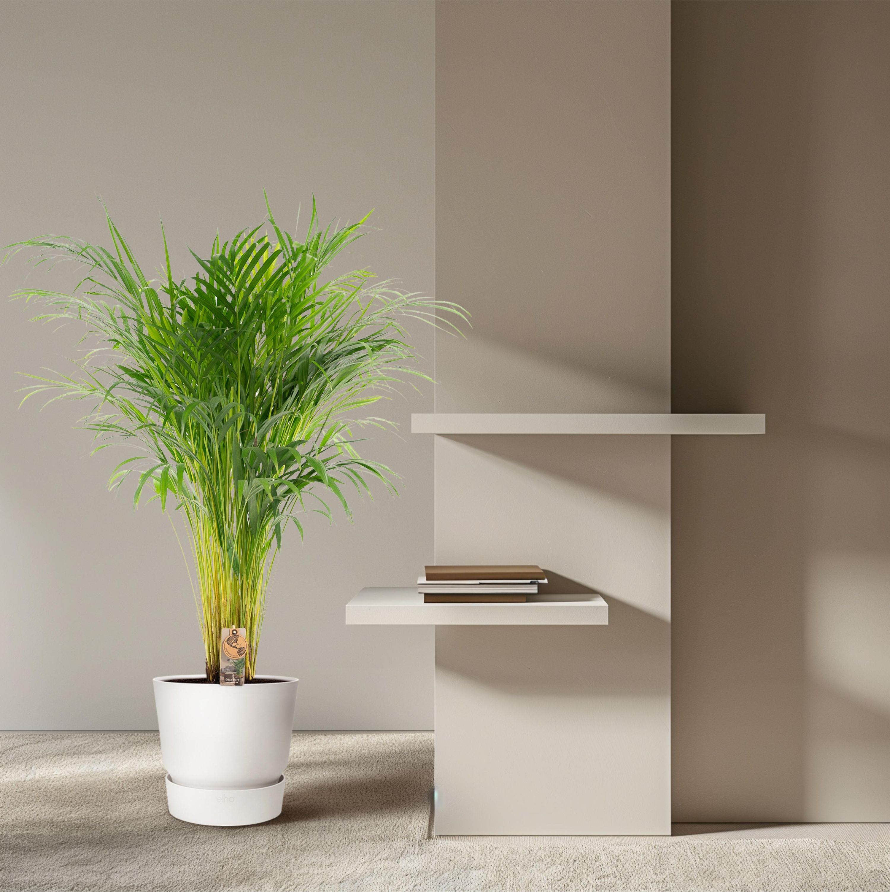 Areca-Palme Zimmerpflanze