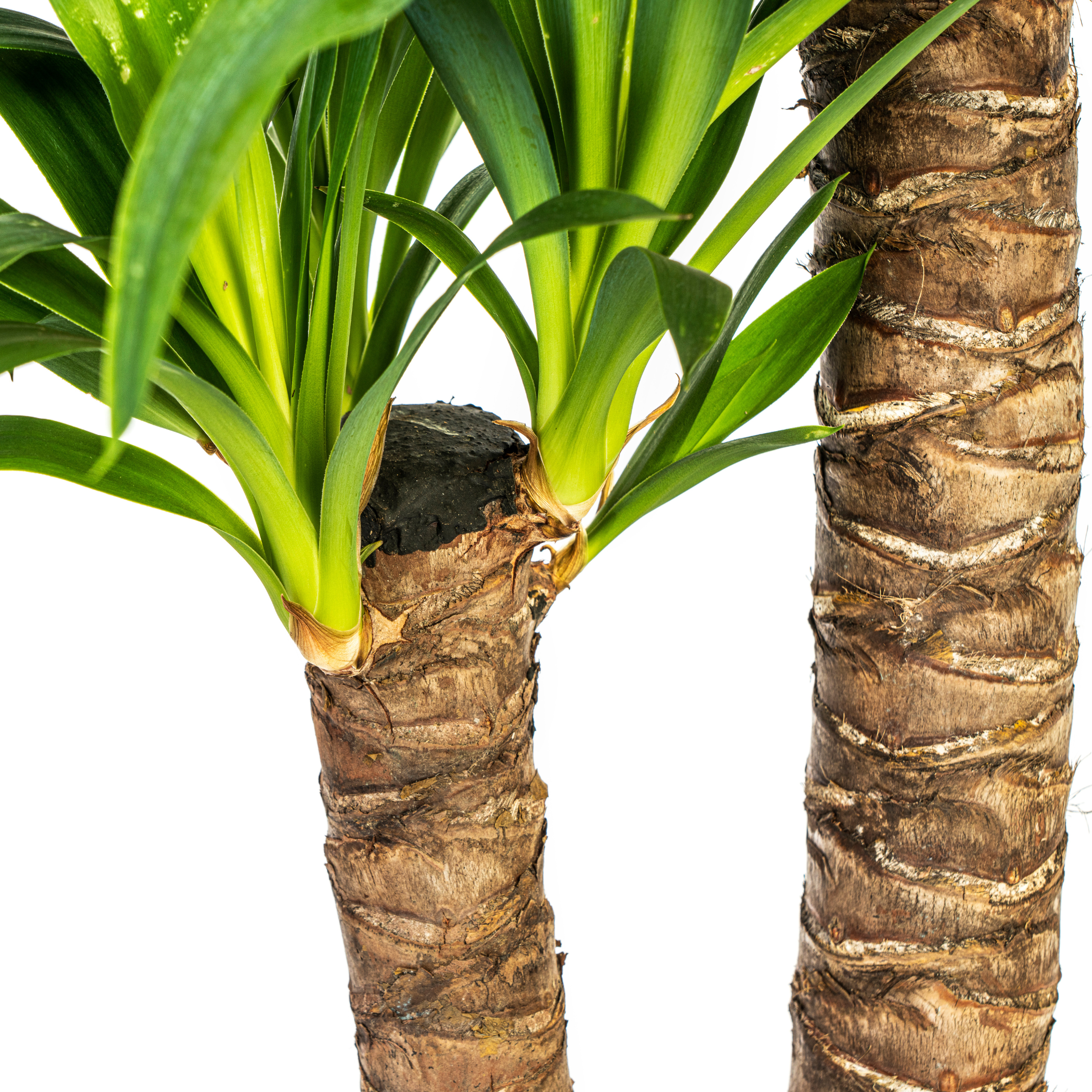 Yucca Elephantipes - 19cm Topf - 70-90cm Höhe - Robuste Zimmerpflanze