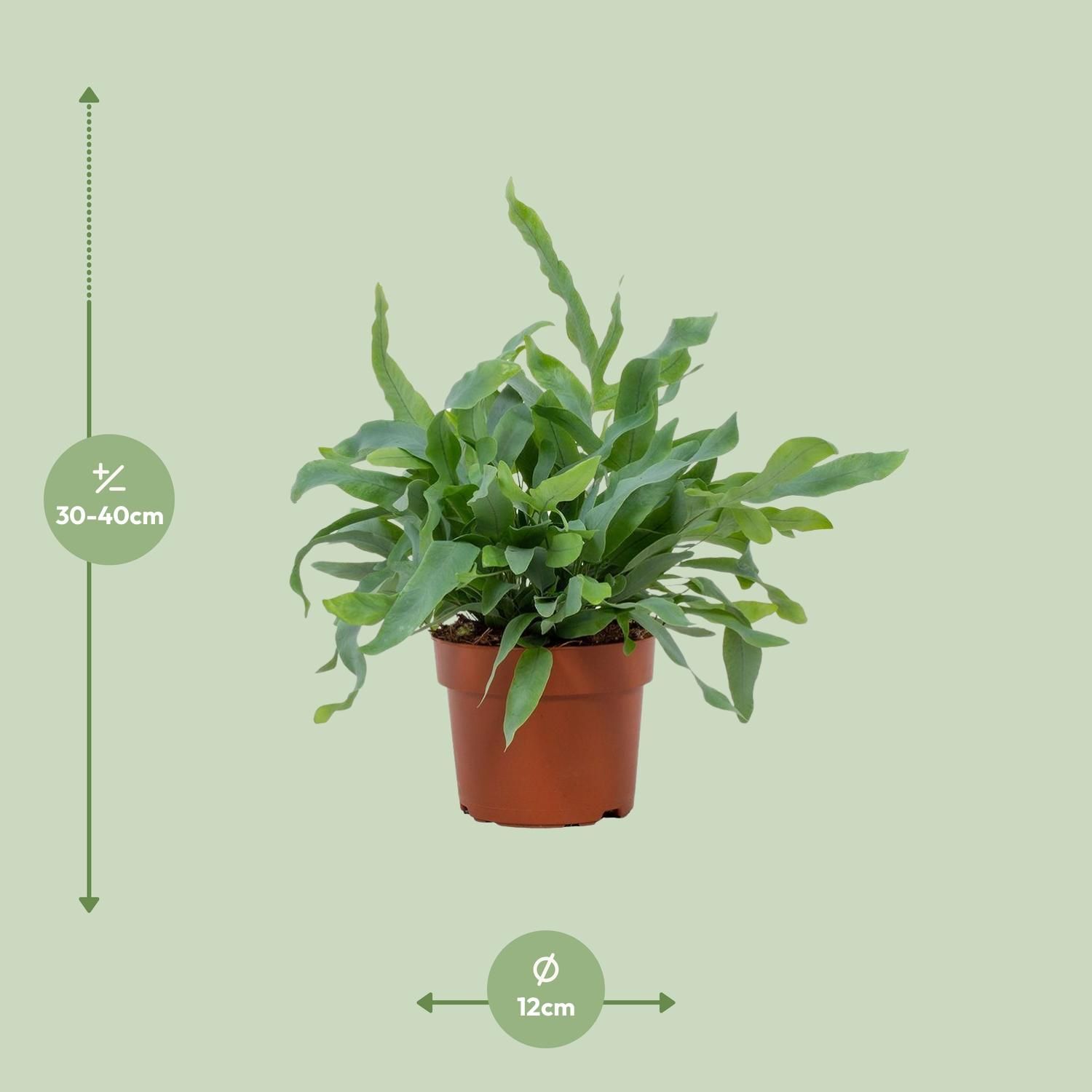 Phlebodium Blue Star Zimmerpflanze