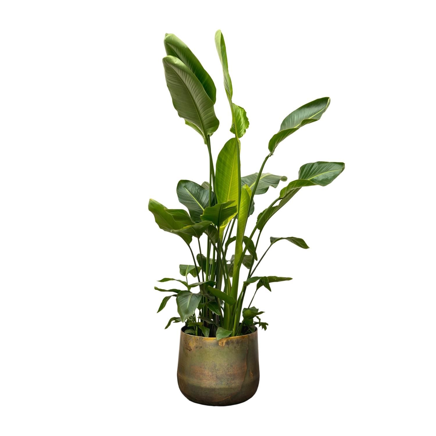 Strelitzia Nicolai - Weiße Paradiesvogelpflanze XXL
