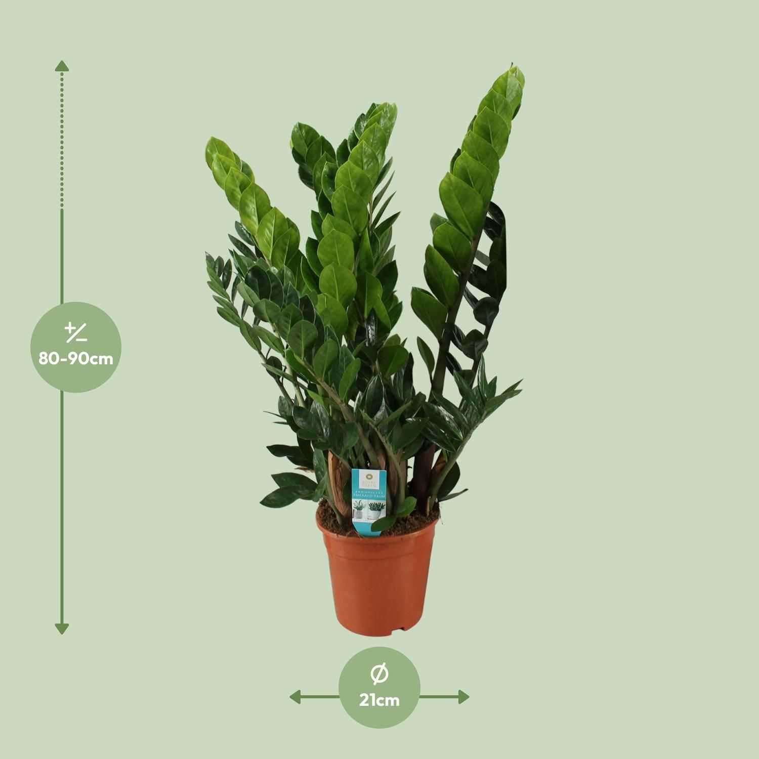 Pflegeleichte Zamioculcas Zamiifolia Zimmerpflanze