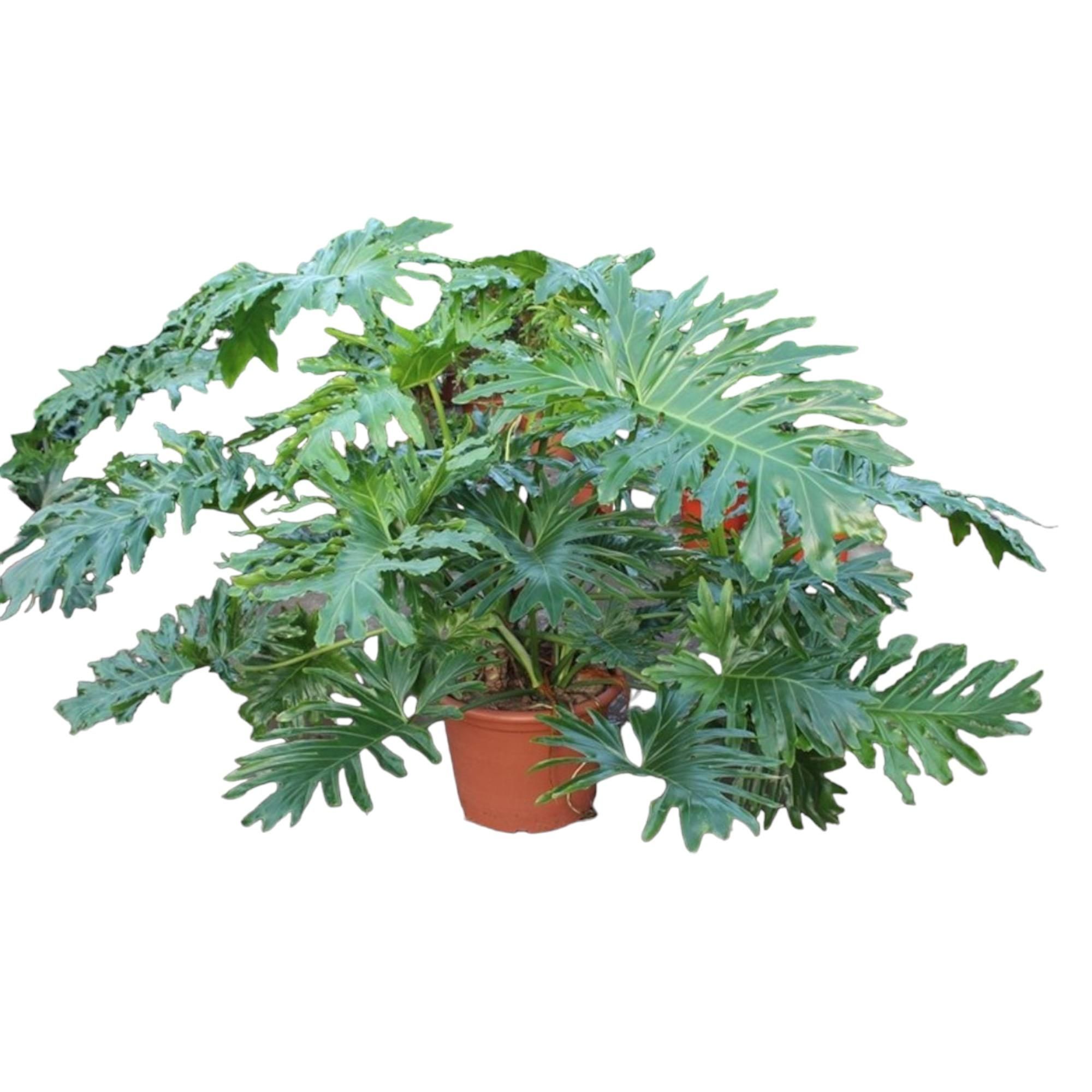 Philodendron Bipinnatifidum Cum Laude Zimmerpflanze