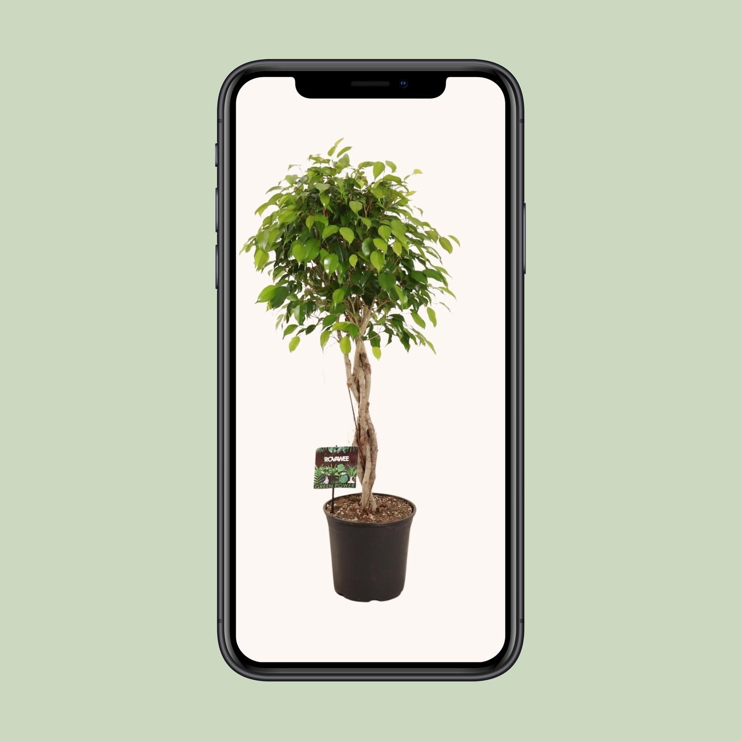 Ficus Benjamina Exotica Zimmerpflanze
