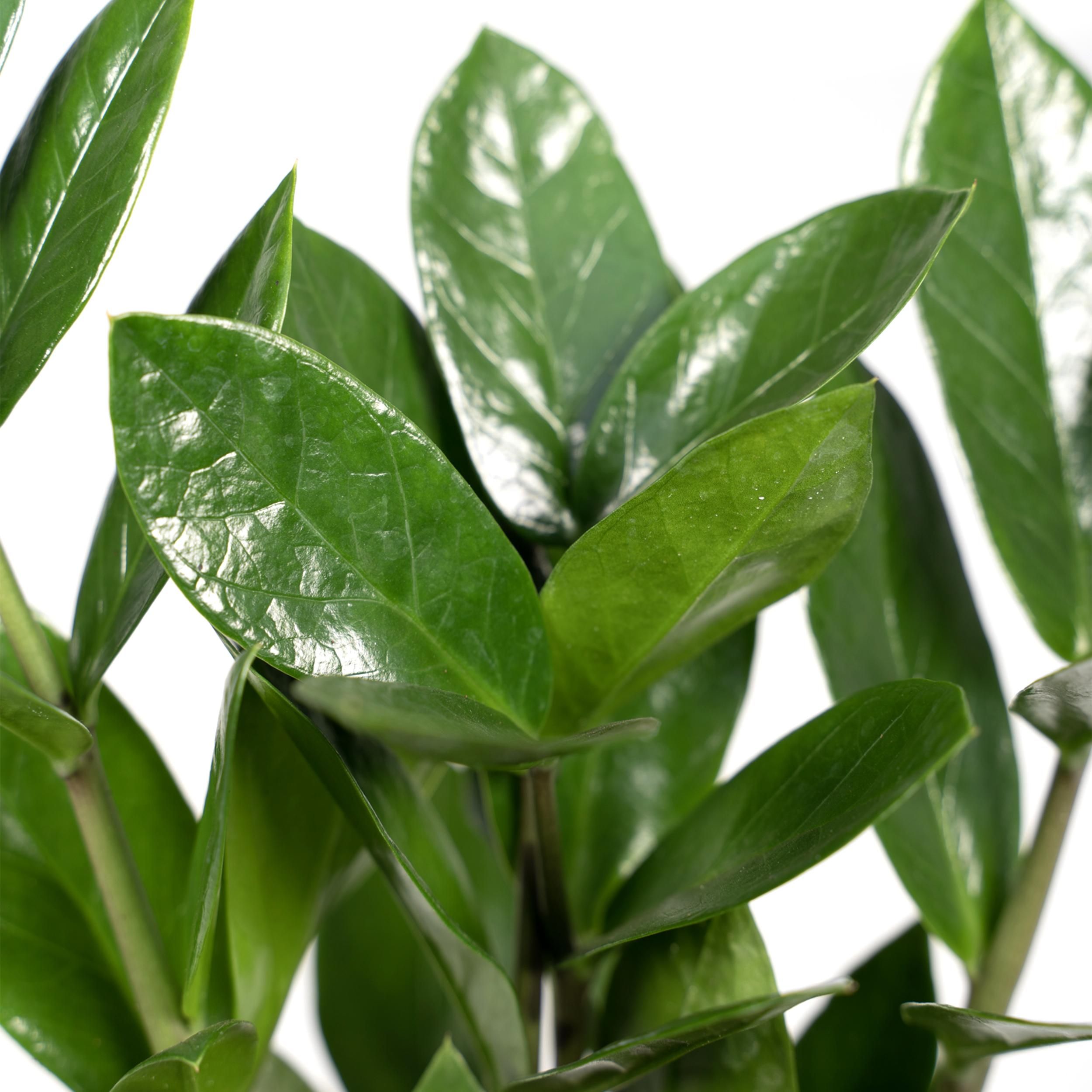 Zamioculcas Pflanze für Innen