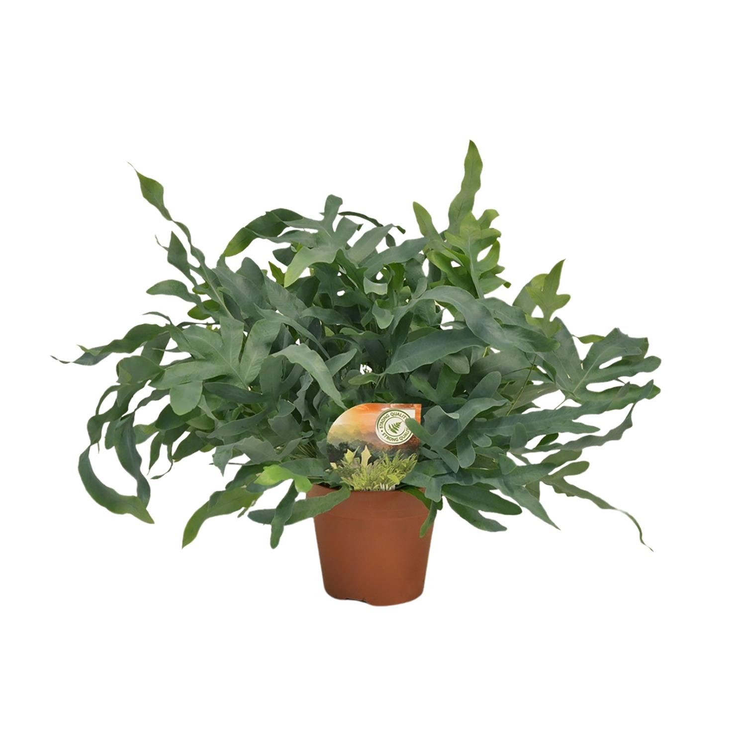Phlebodium Blue Star Zimmerpflanze