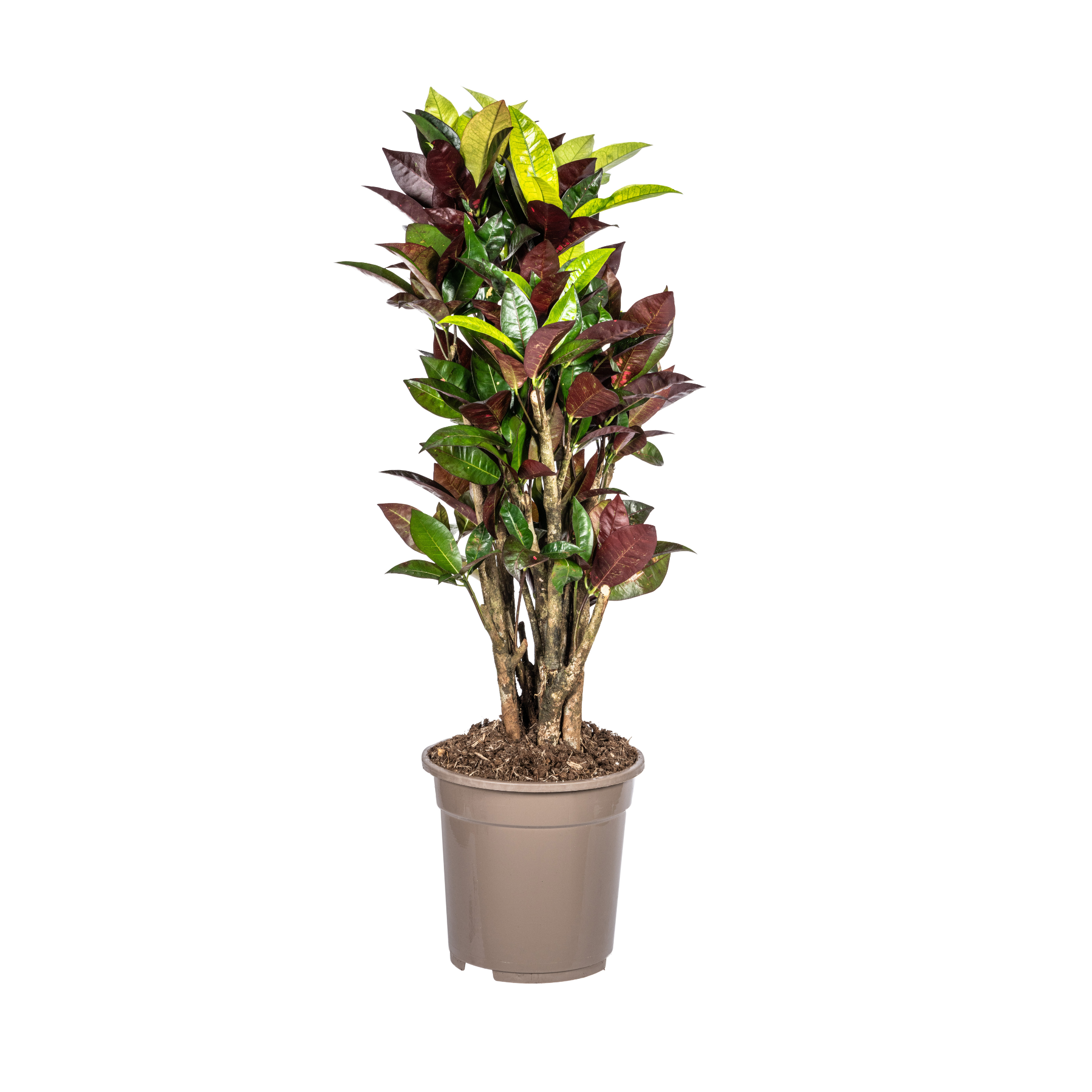 Codiaeum 'Croton' Iceton – Ø21cm – ↕60-80cm