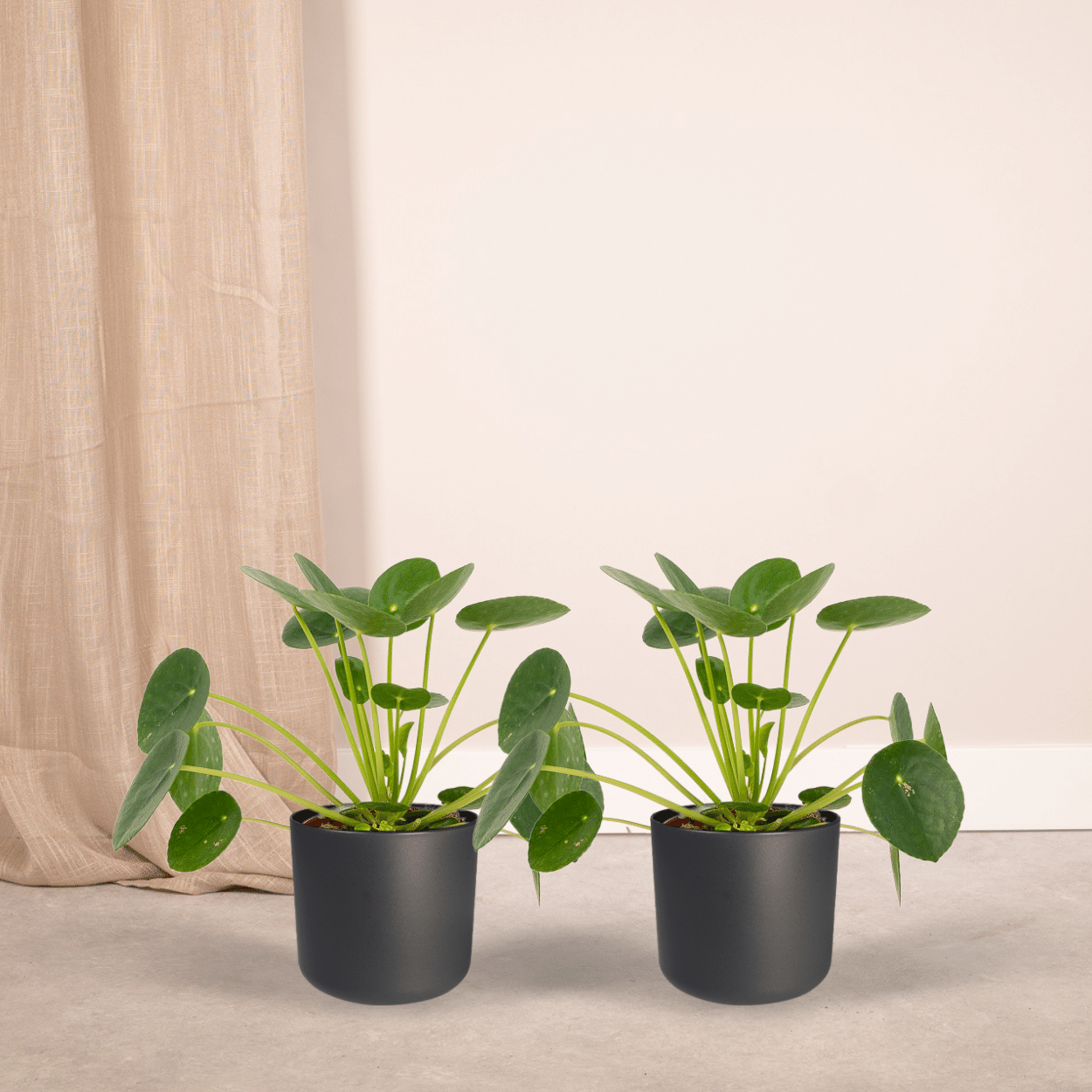 Pilea Peperomiodes Pfannkuchenpflanze