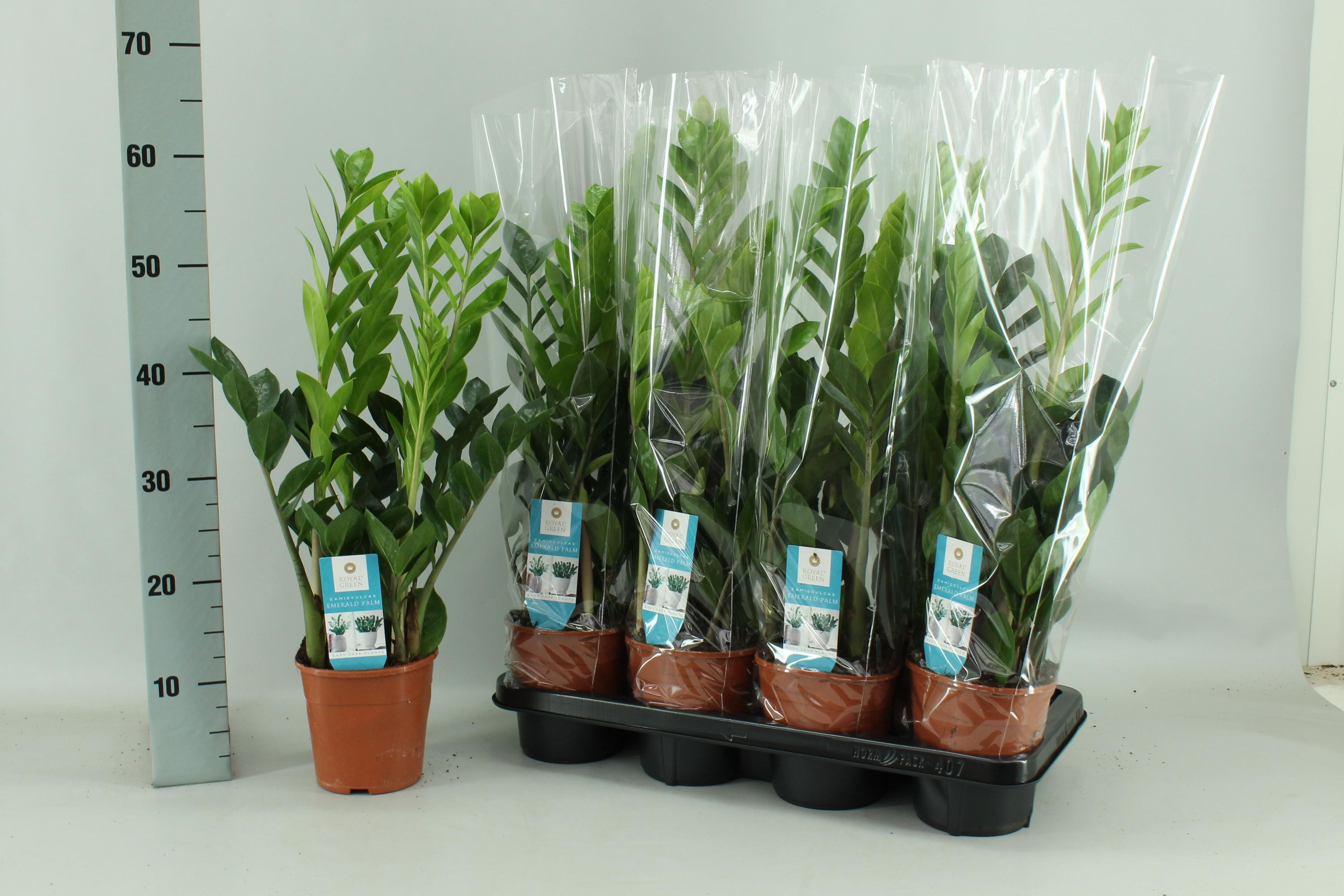 Zamioculcas Zimmerpflanze