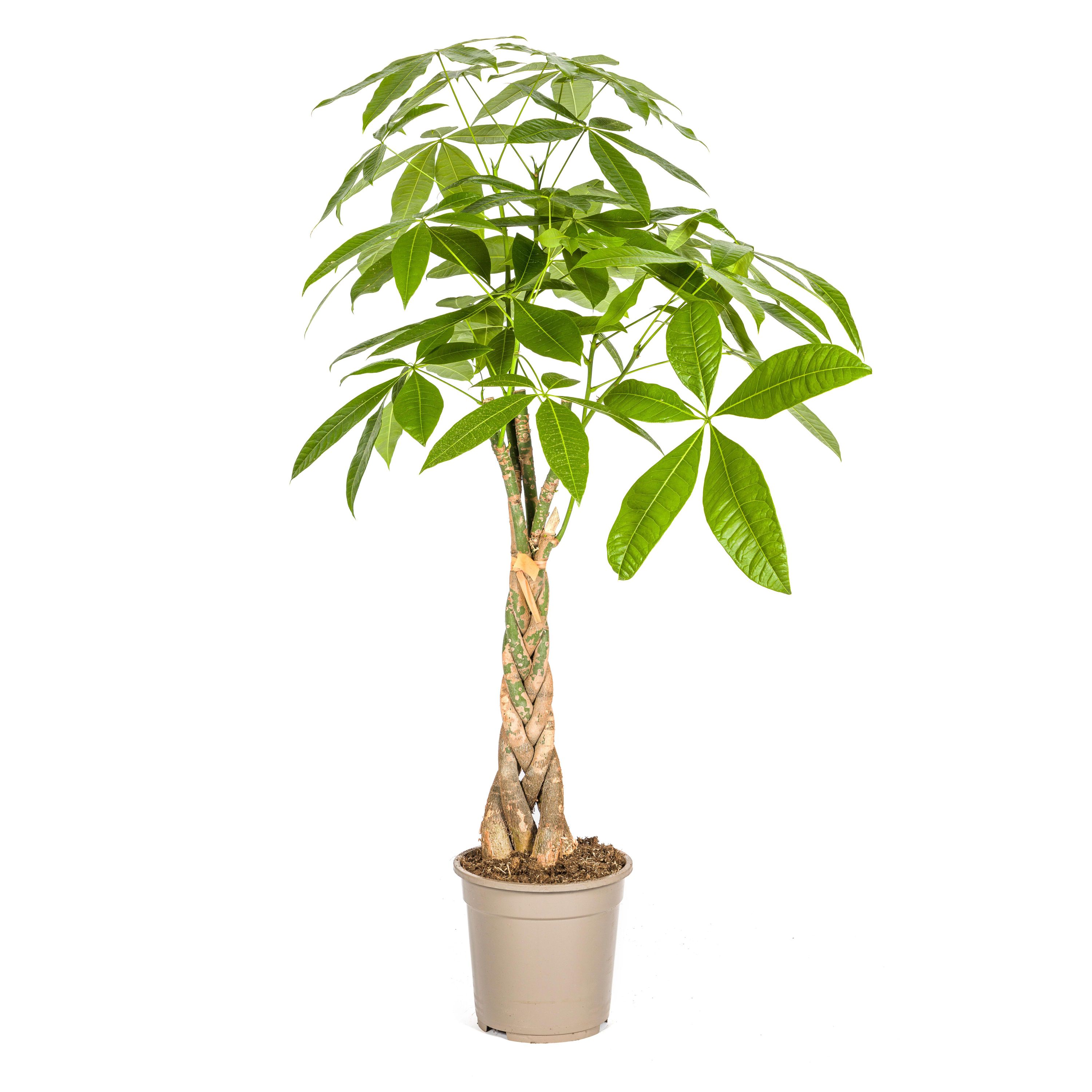 Pachira Aquatica | Ø21cm | 90 - 110cm Höhe