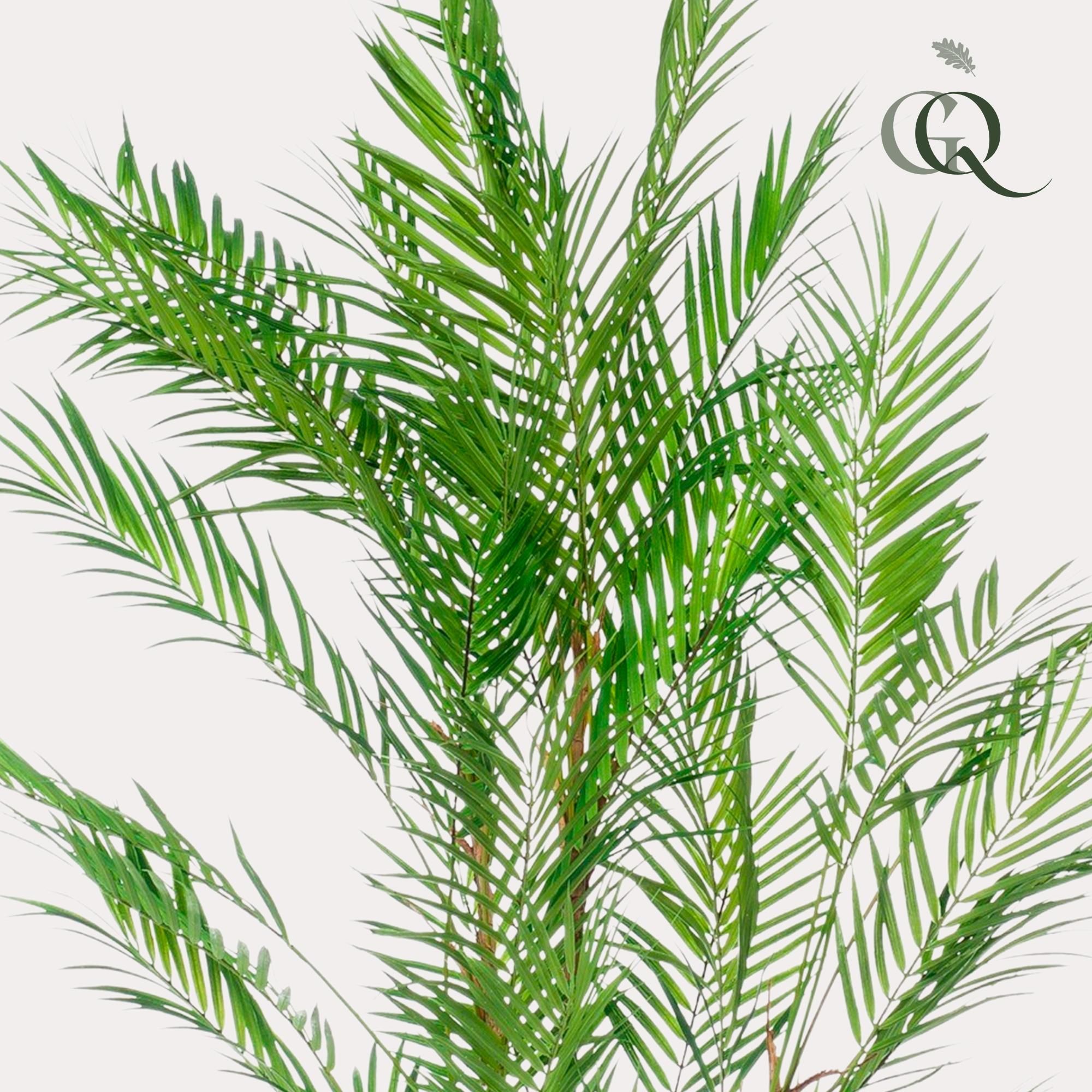 Kunstpflanze Bergpalme Chamaedorea Elegans