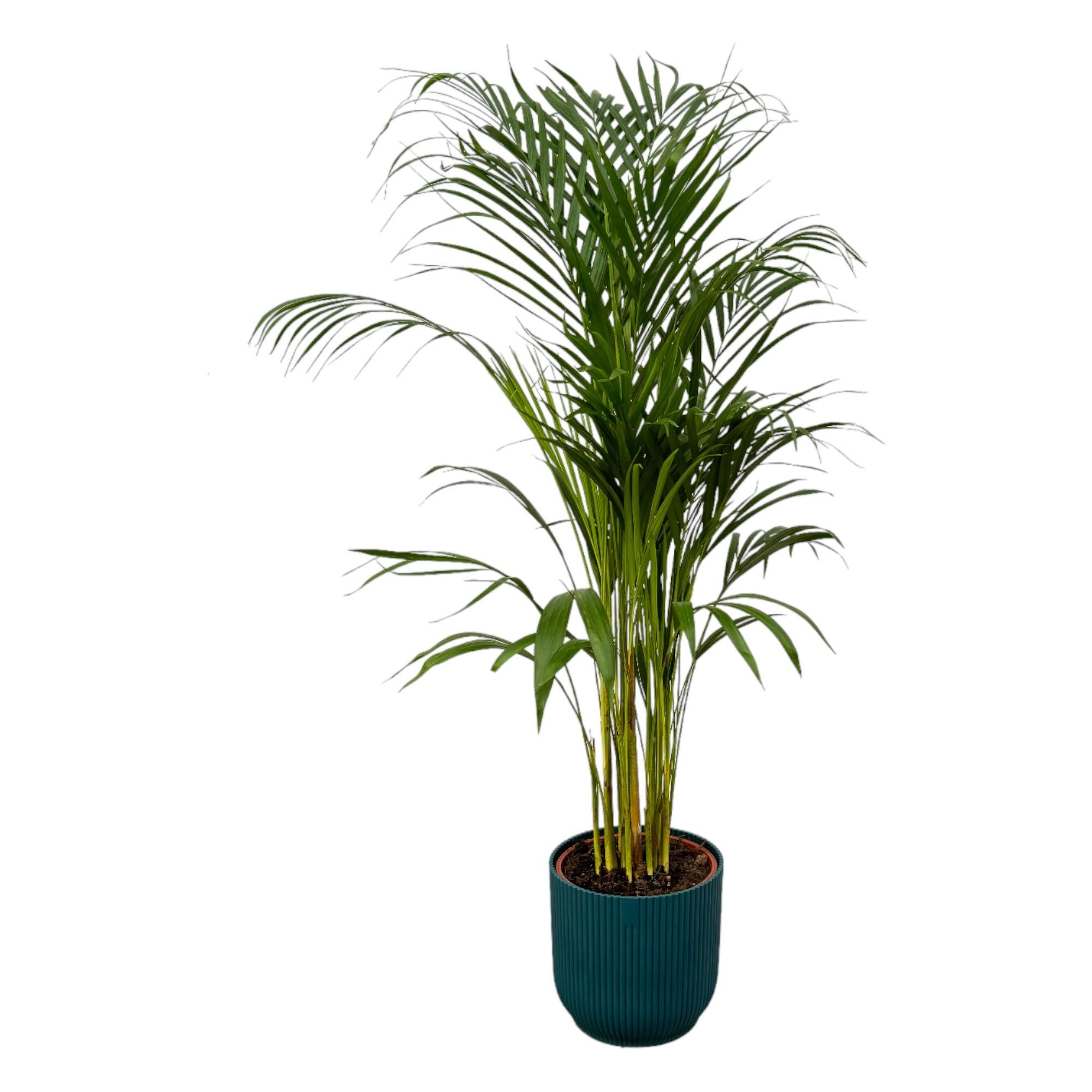Areca-Palme im modernen Übertopf