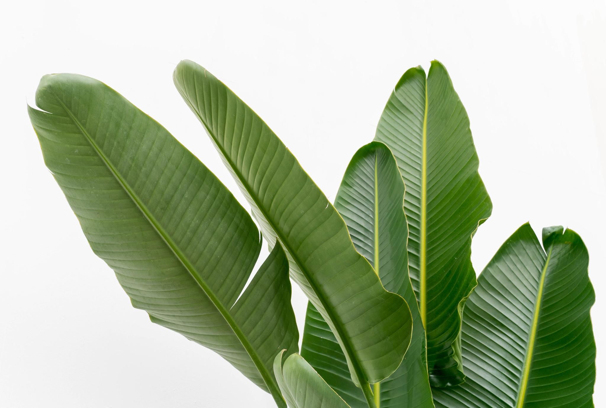 Strelitzia Augusta Weiße Paradiesvogel Pflanze