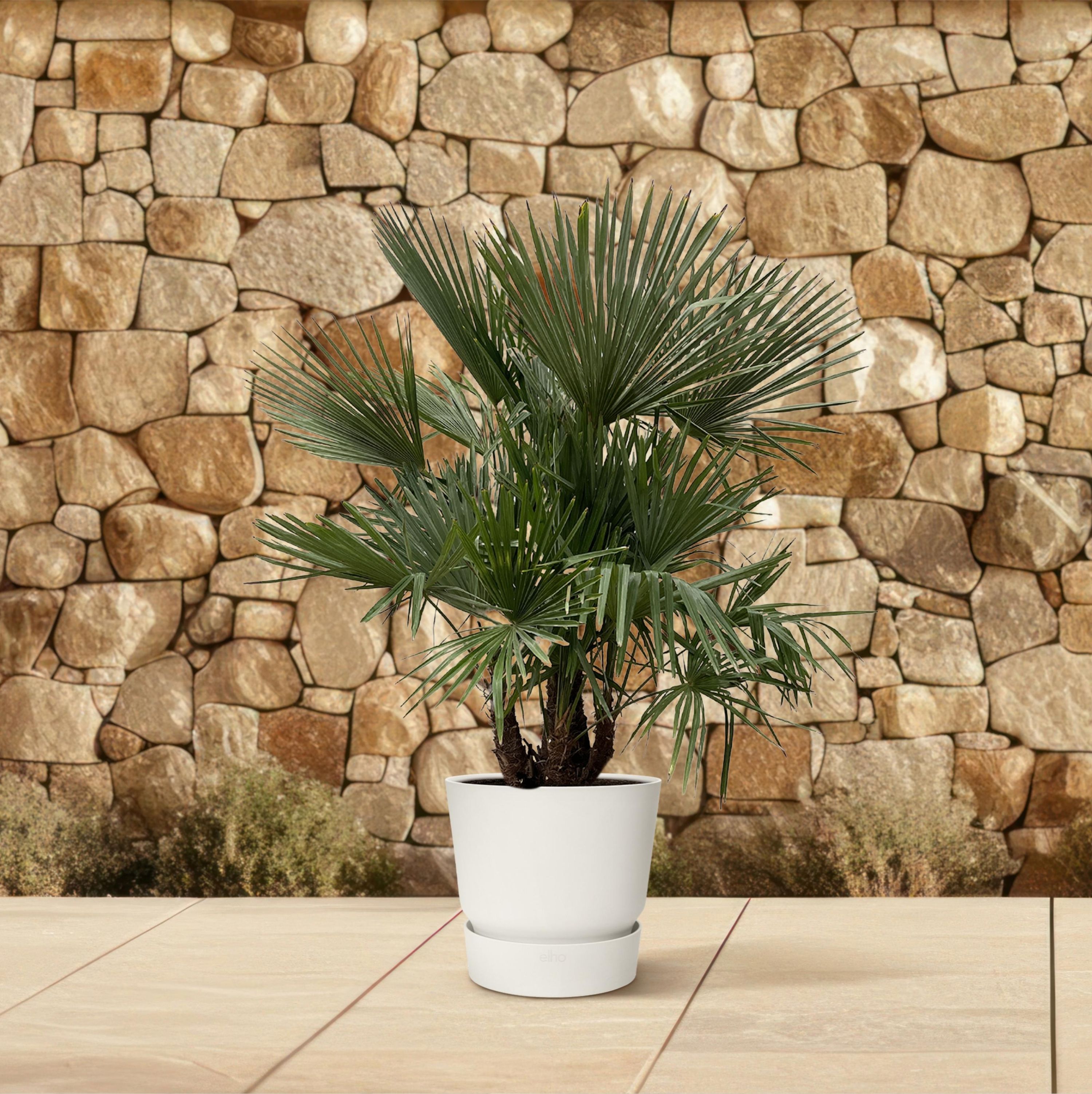 Trachycarpus Palme großer Fächer - mehrstämmig