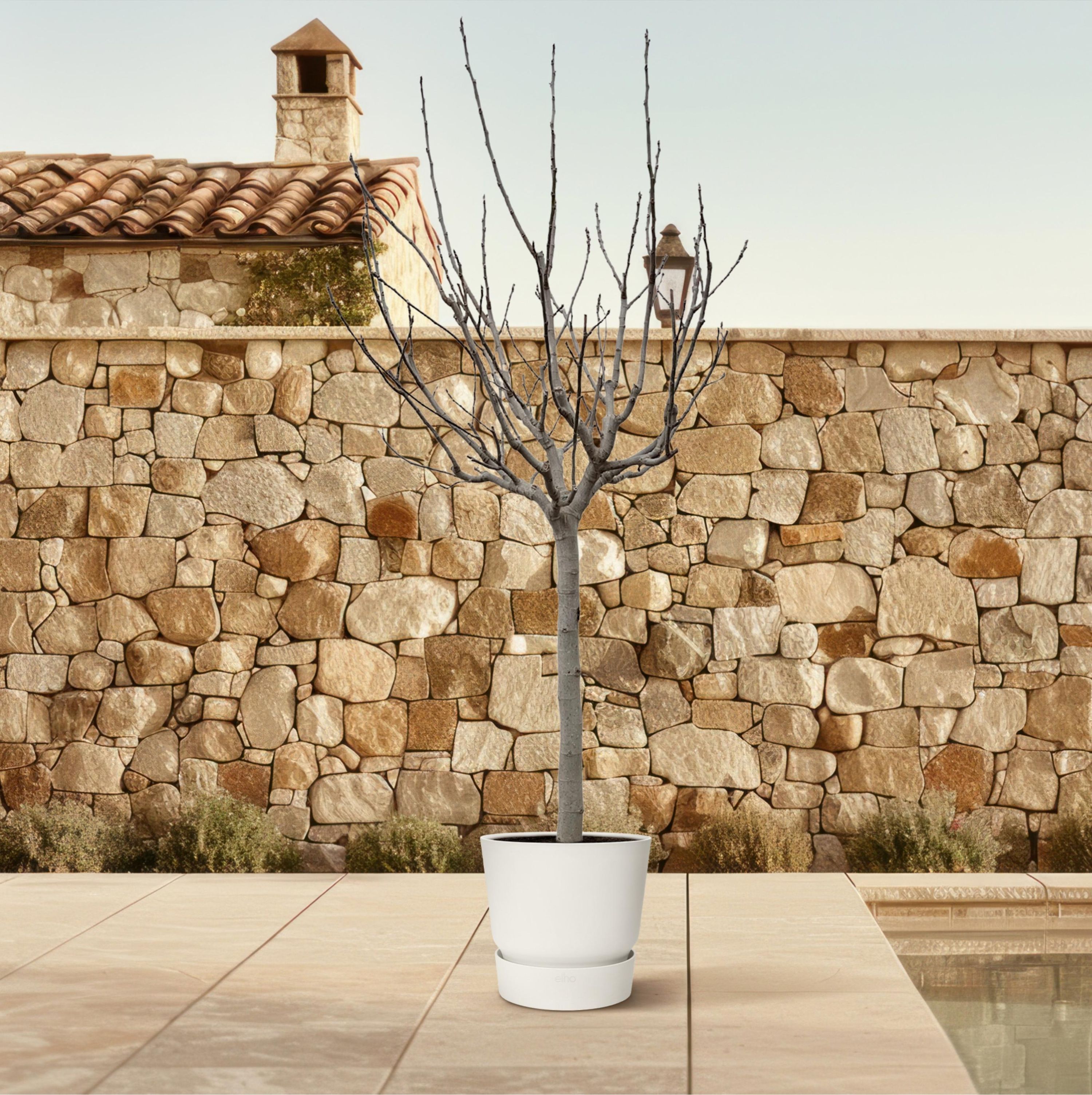 Ficus Carica auf Stamm elegante Zimmerpflanze