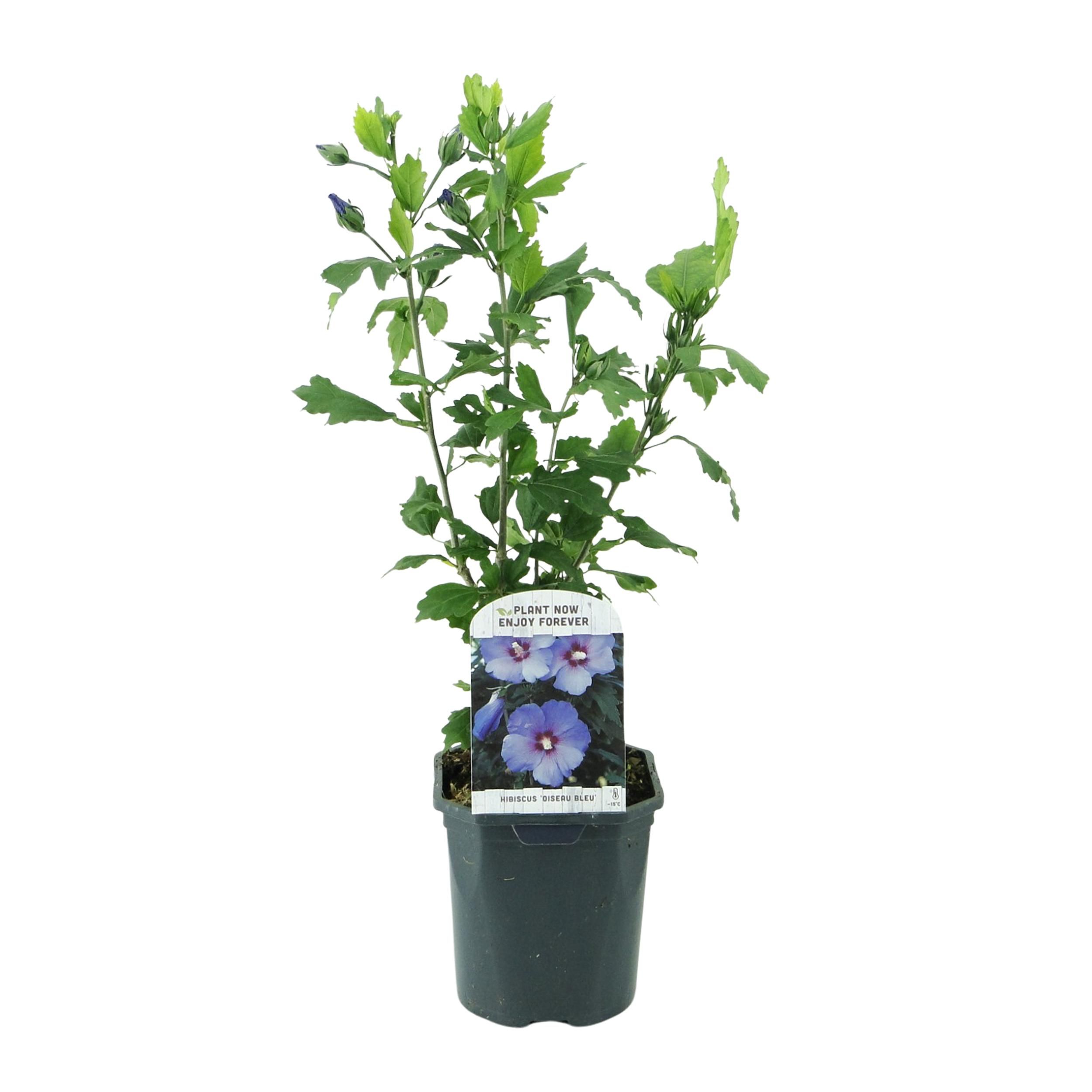 Hibiscus syriacus 'Oiseau Bleu' – Blaue Blüten | Wenig Pflege | Laubabwerfend