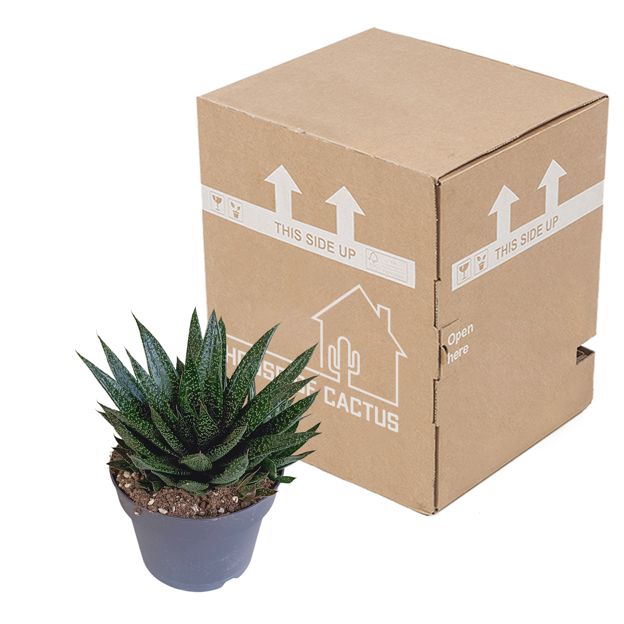 Gasteria mit gefleckten dunkelgrünen Blättern