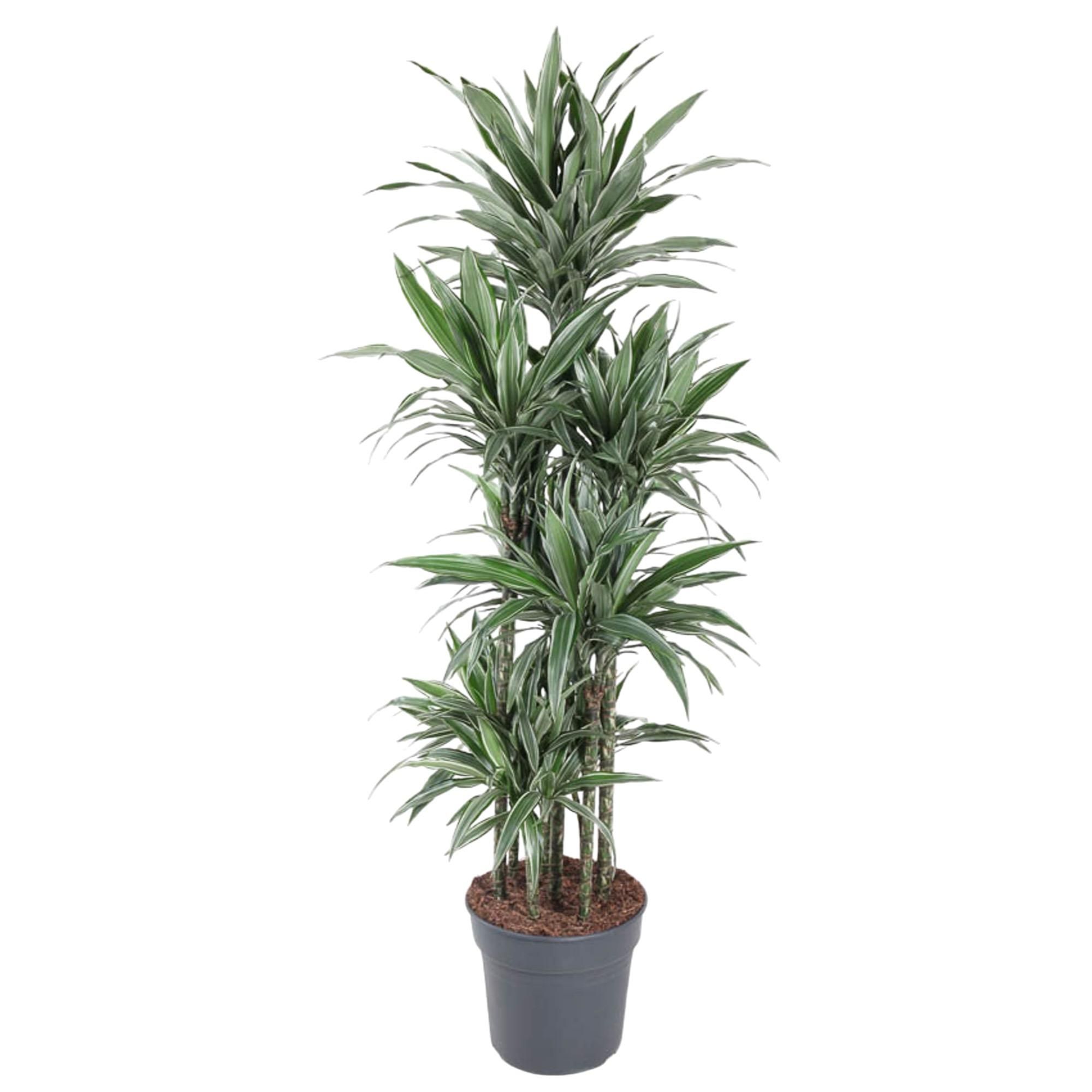 Dracaena Warneckei elegante Zimmerpflanze