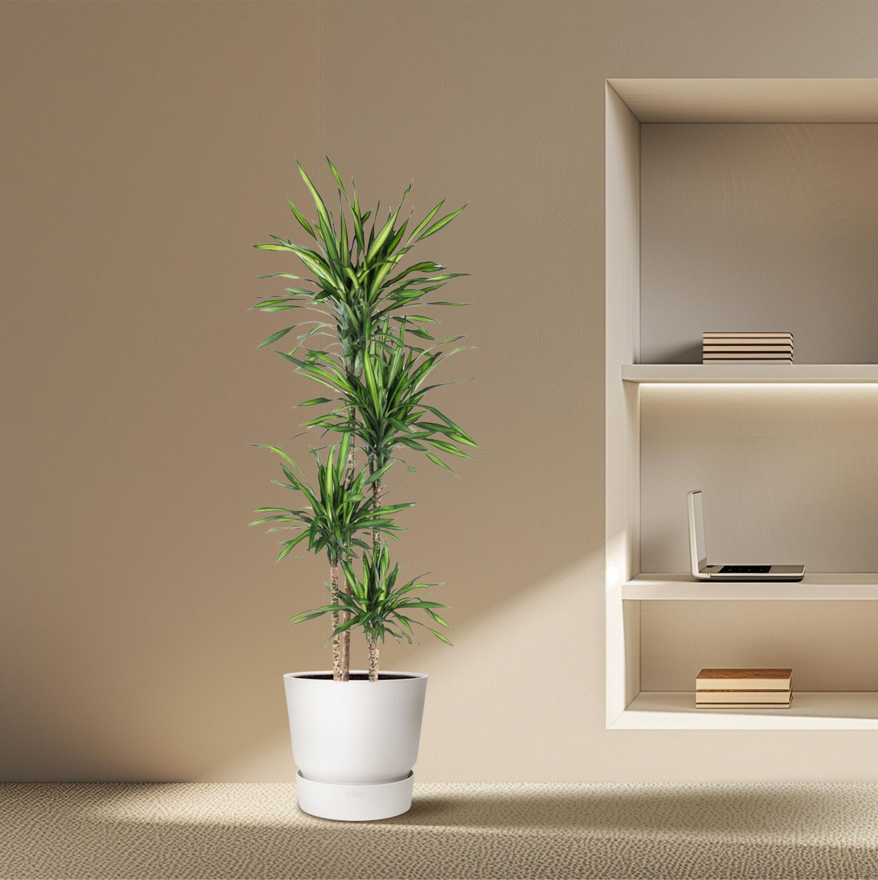 Dracaena Riki elegante Zimmerpflanze