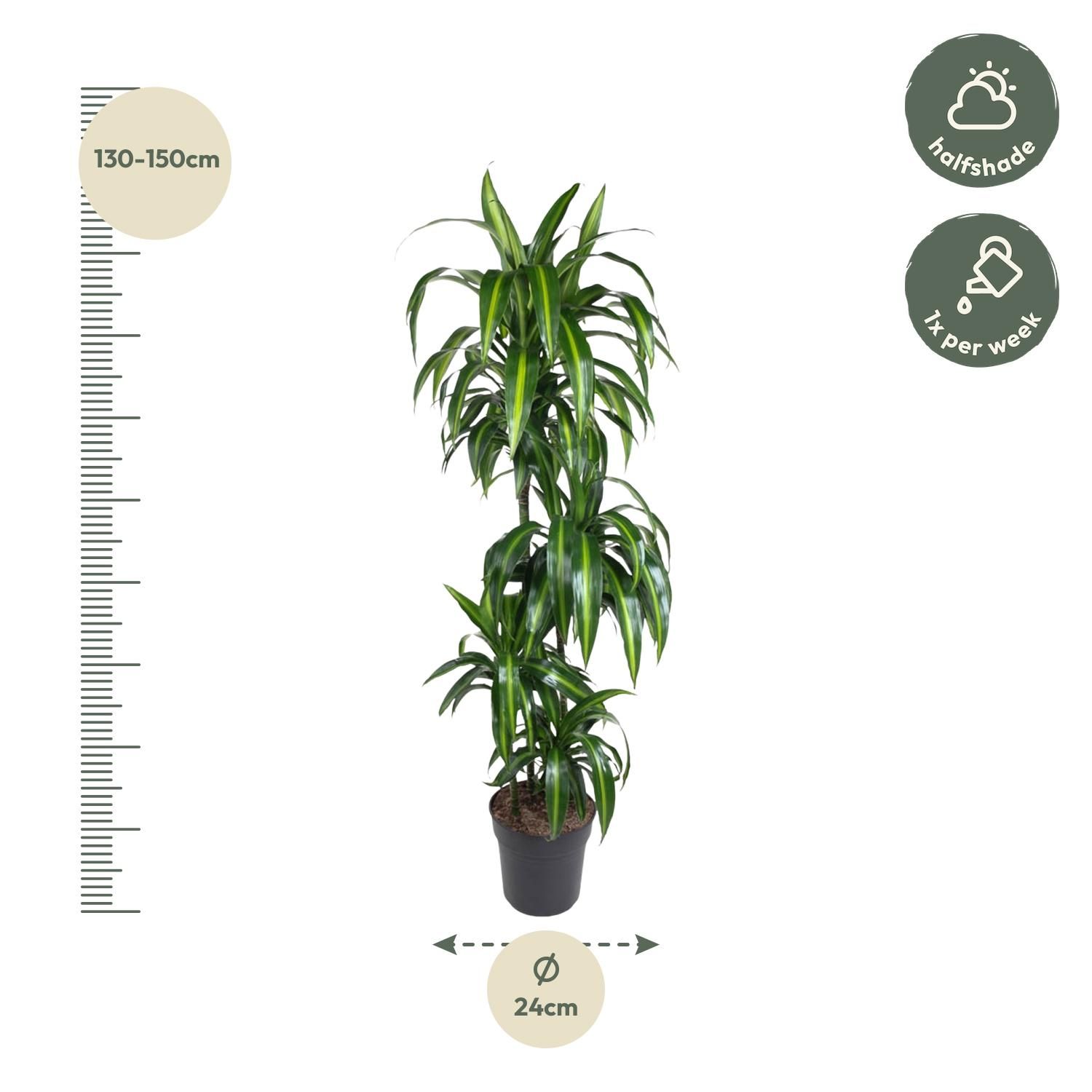 Dracaena Hawaiiana Zimmerpflanze