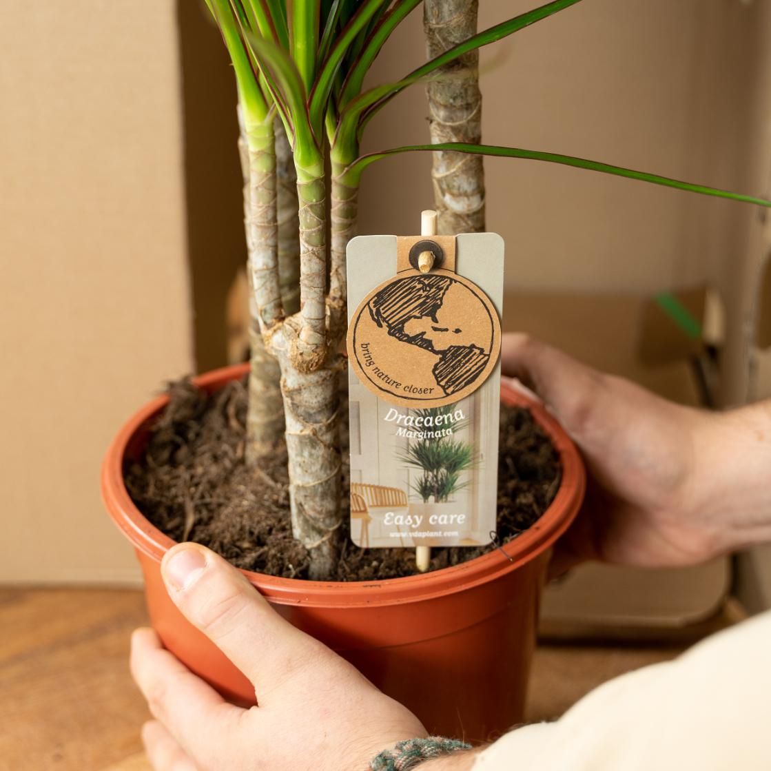 Dracaena - Tropischer Drachenbaum im Korb